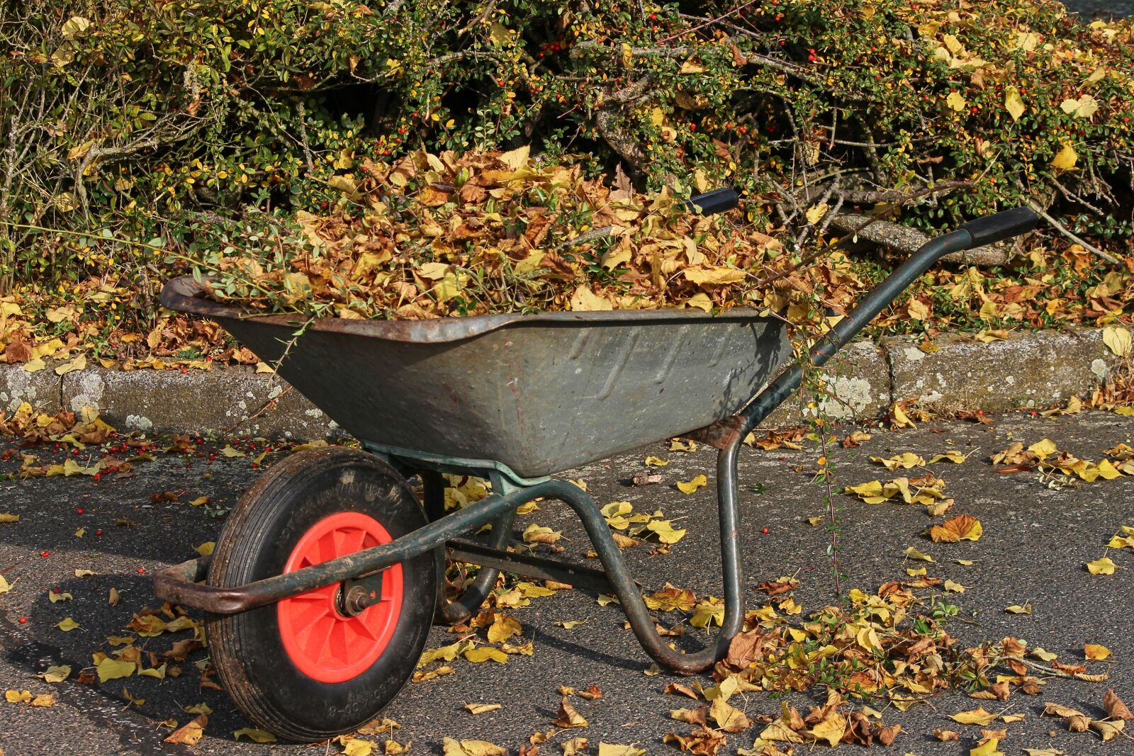 Canon EOS 1100D (EOS Rebel T3 / EOS Kiss X50) sample photo. Wheelbarrows, wheelbarrow, leaves photography