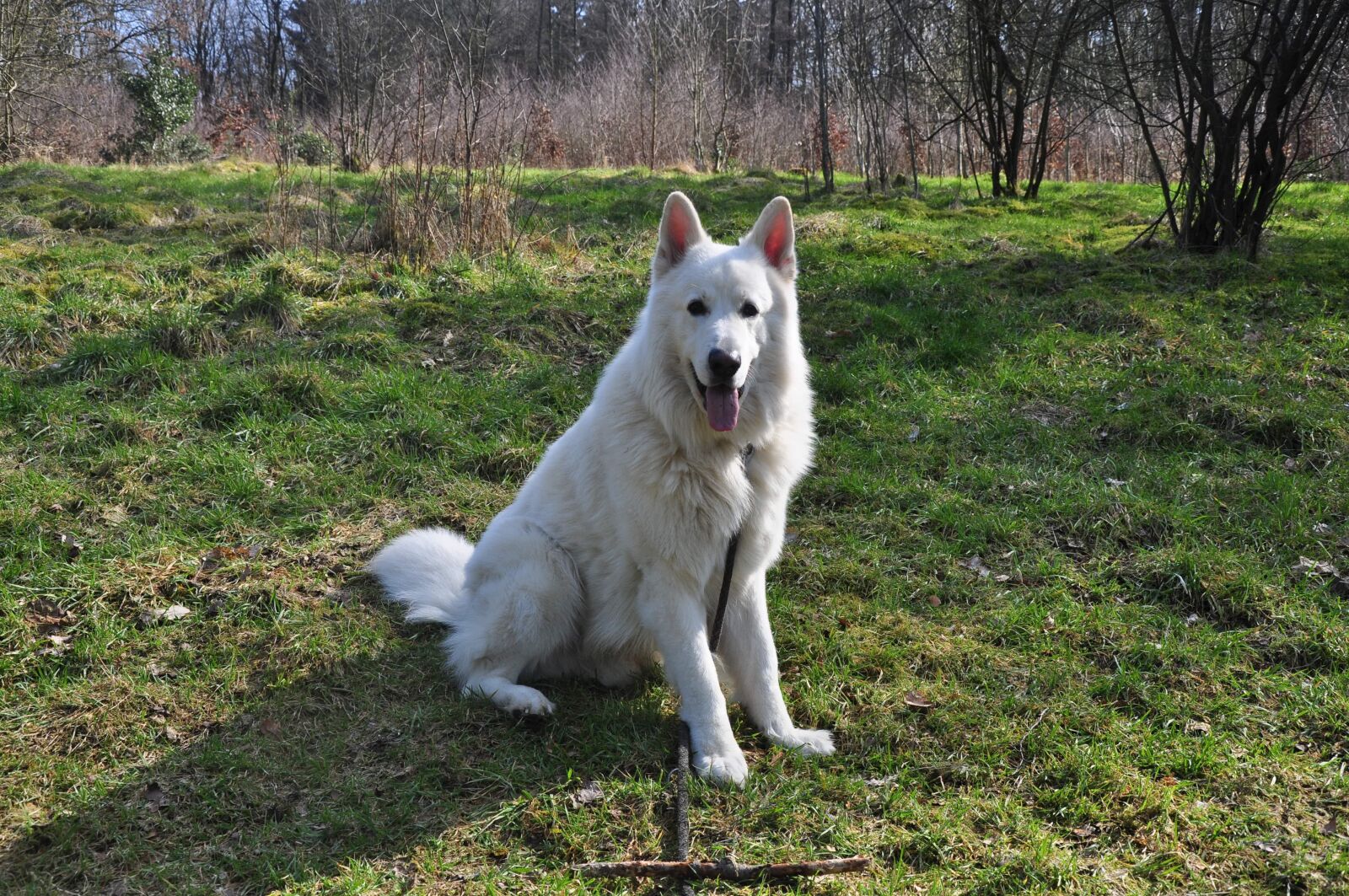 Nikon D5000 sample photo. Dog, mammal, grass photography