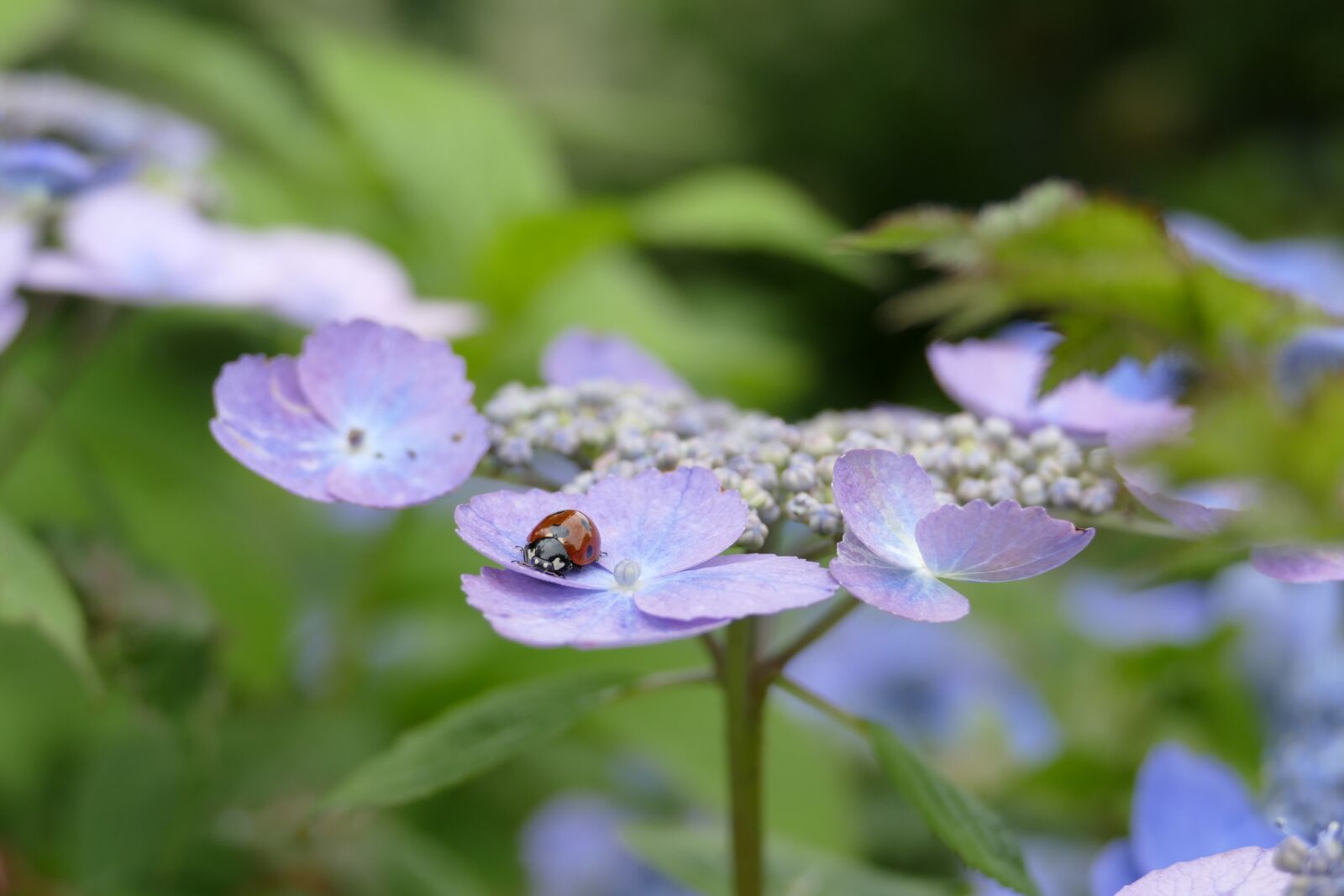 Panasonic Lumix DMC-FZ1000 sample photo. Hydrangea, blue, blue hydrangea photography