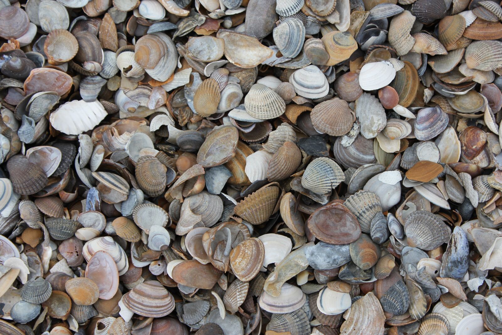Canon EOS 550D (EOS Rebel T2i / EOS Kiss X4) sample photo. Shells, beach, holiday photography