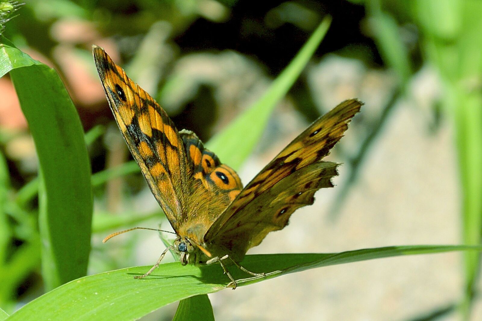 Nikon D3200 sample photo. Butterfly, macro, garden photography