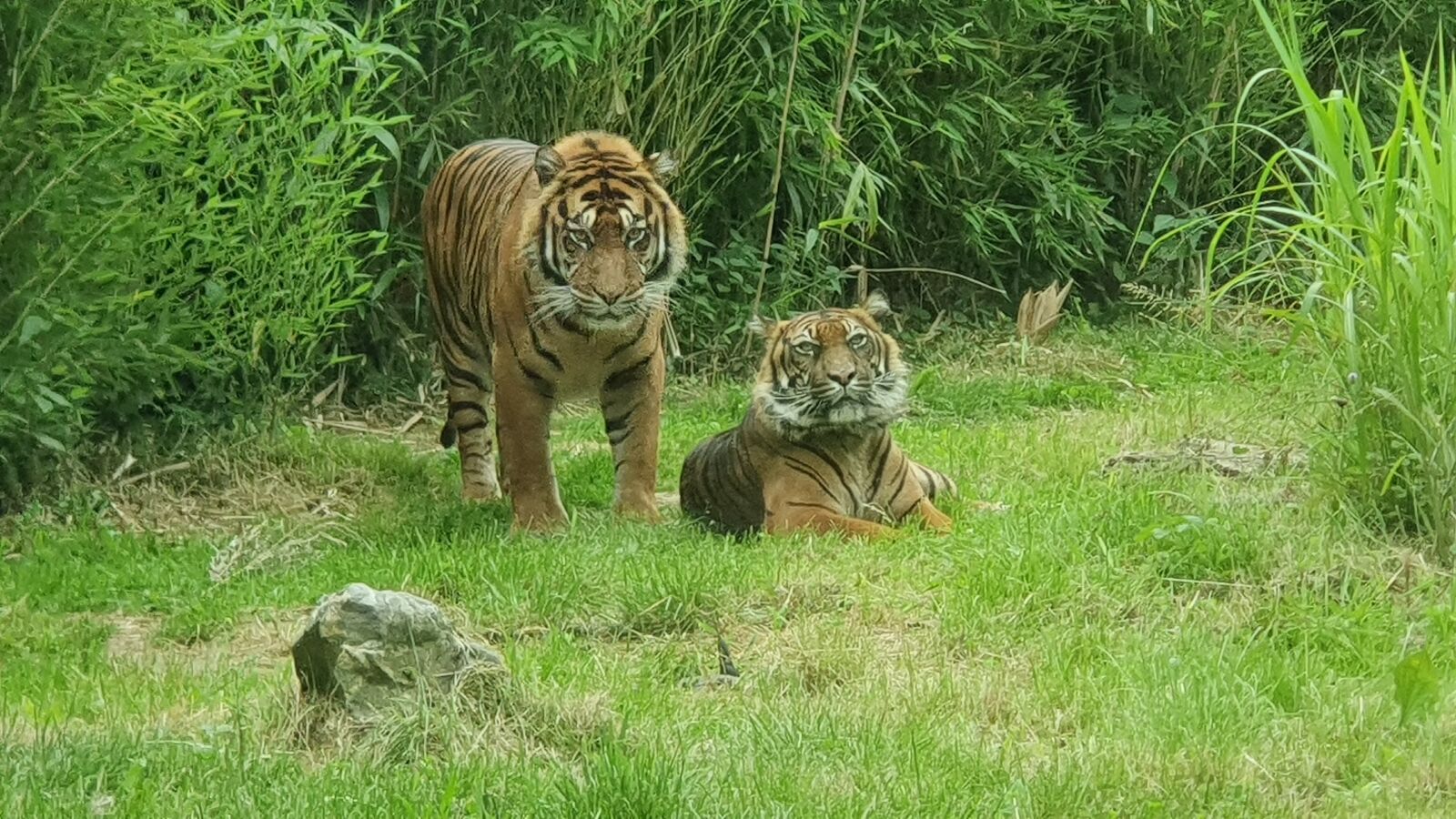 Samsung Galaxy S10 sample photo. The tigers, zoo, couple photography