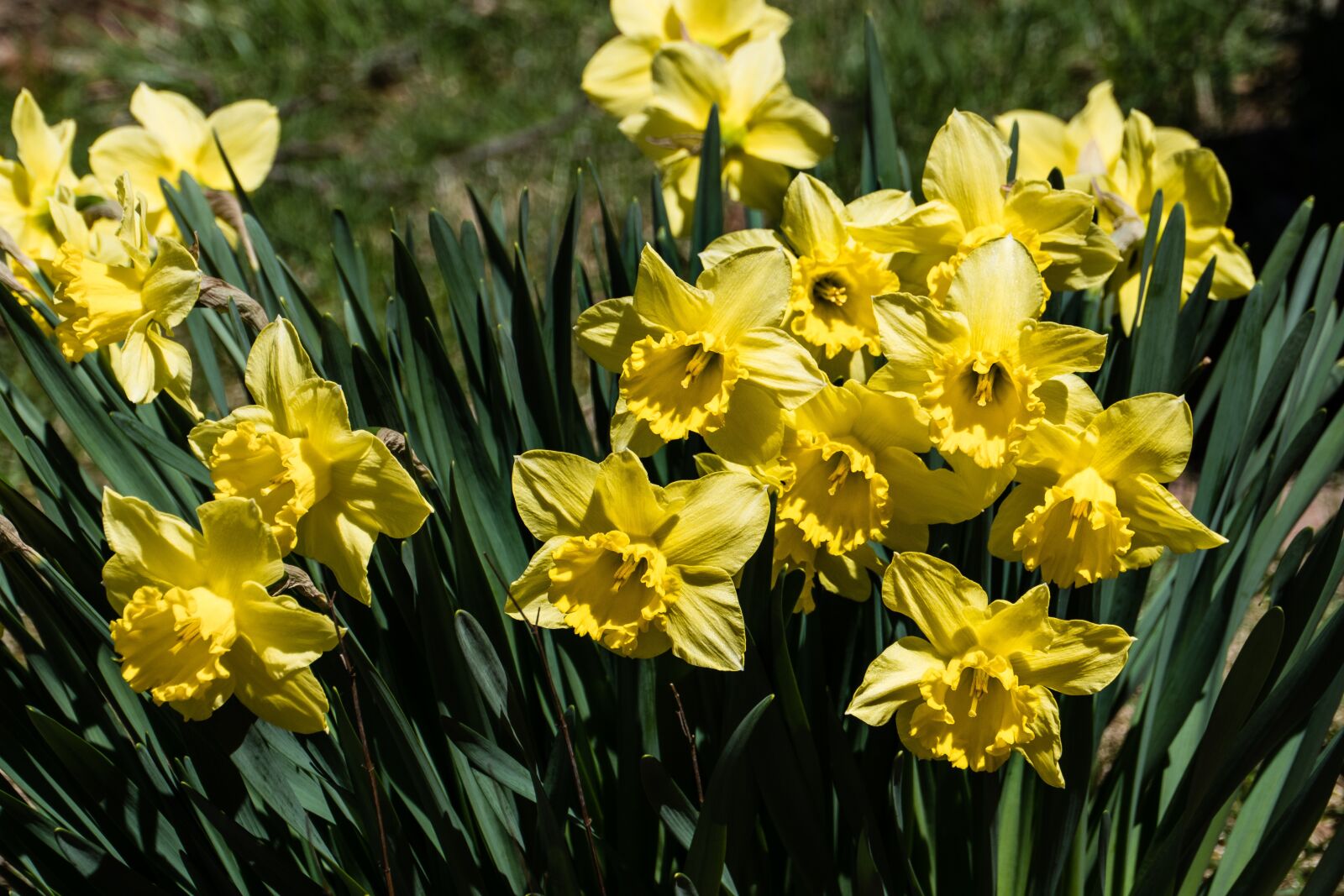 Panasonic Lumix DC-G9 sample photo. Flower, daffodil, yellow photography