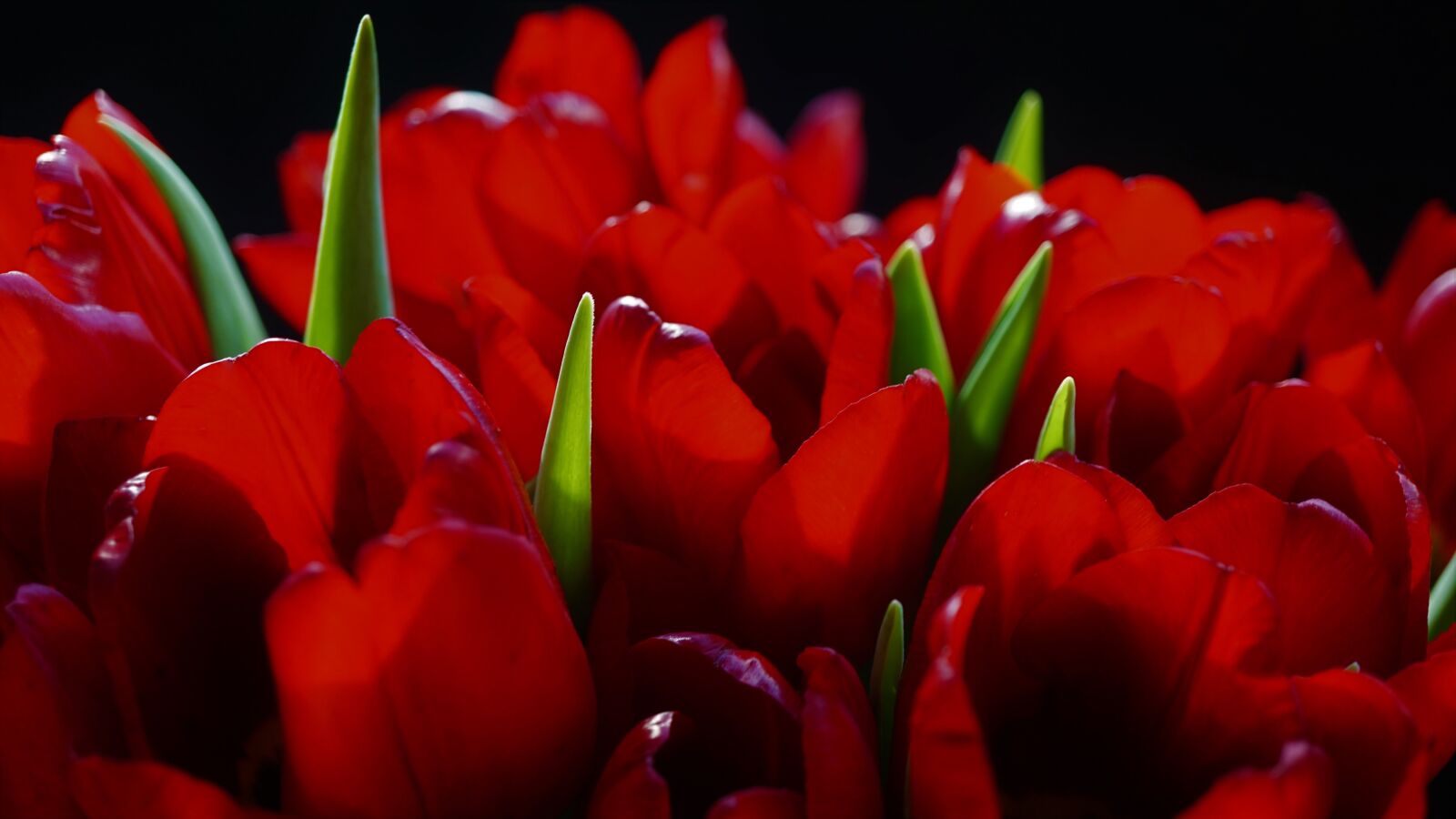 Sony a6000 + Sony E 30mm F3.5 Macro sample photo. Tulip bouquet, red, black photography