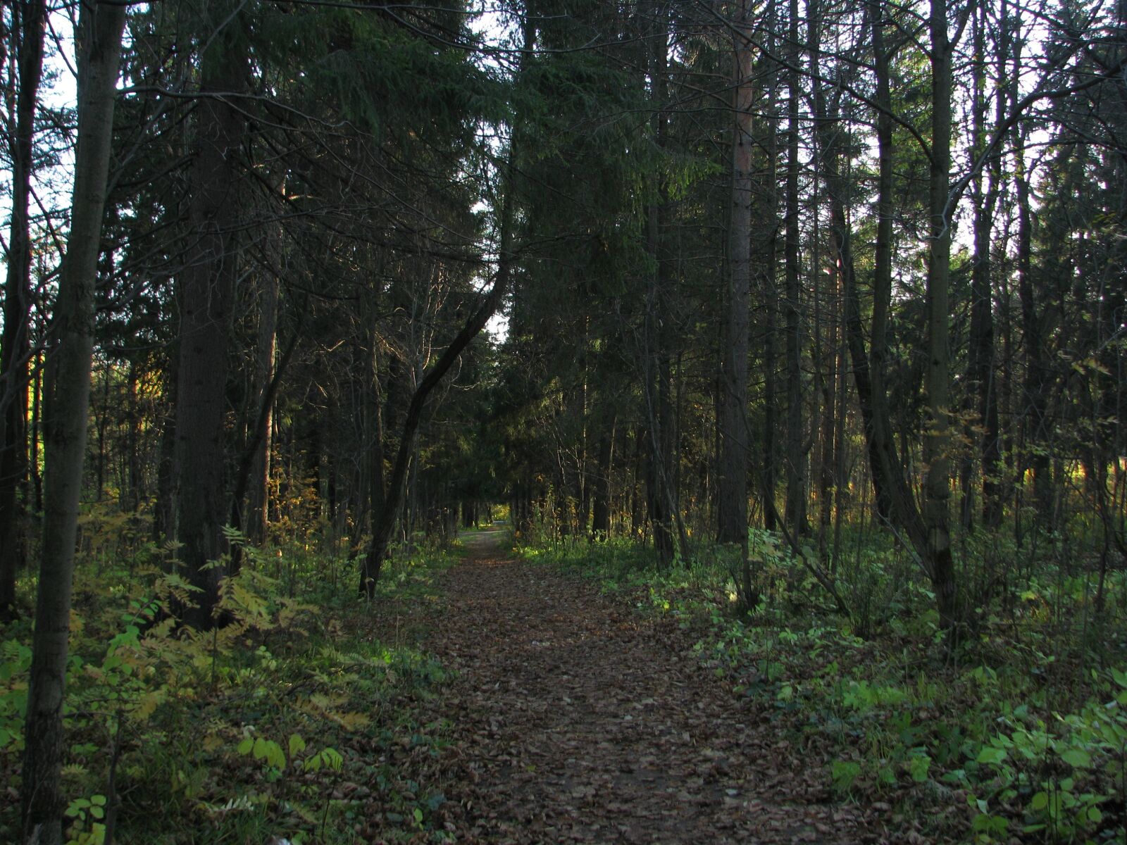 Canon POWERSHOT S5 IS sample photo. Forest, road, silence photography