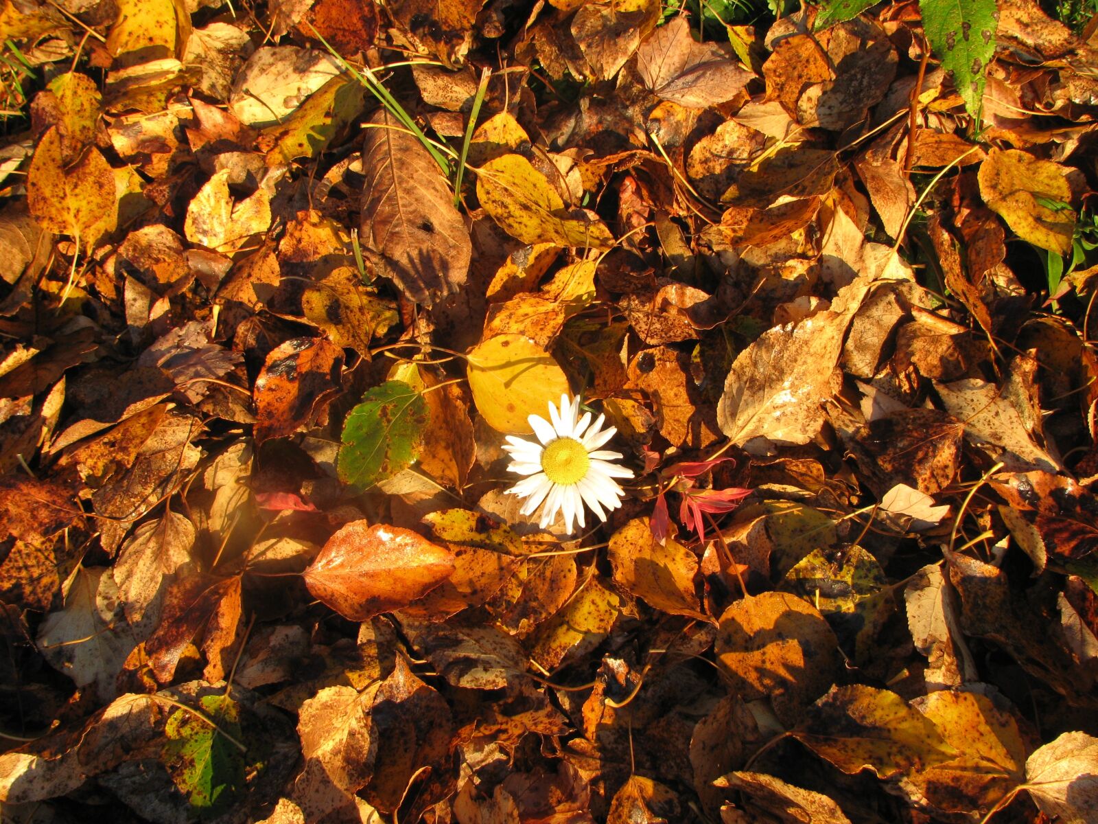 Canon PowerShot SX110 IS sample photo. Daisy, autumn, lonely photography