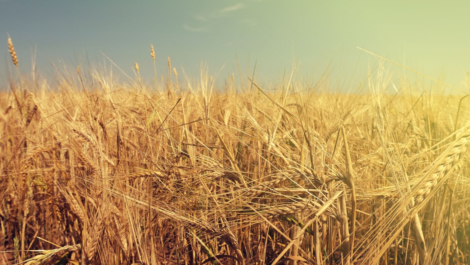 Fujifilm XC 16-50mm F3.5-5.6 OIS II sample photo. Summer, field, wheat photography