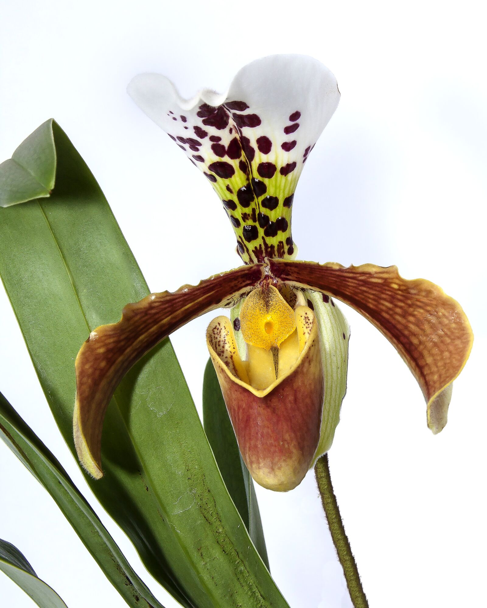 Canon EOS 50D + Canon EF 24-105mm F4L IS USM sample photo. Frauenschuh, orchid, yellow photography