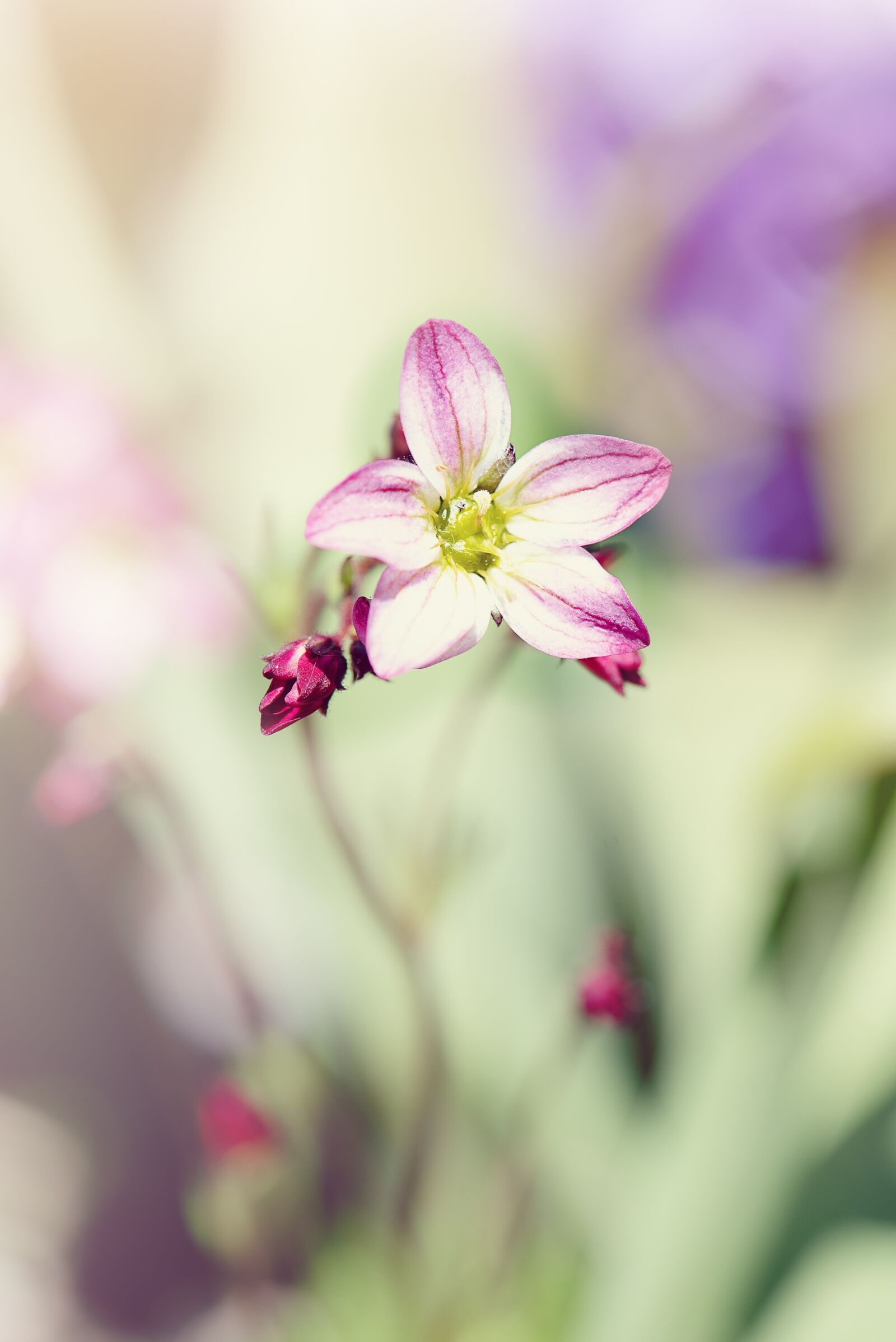 Nikon D750 sample photo. Flower, small flower, blossom photography