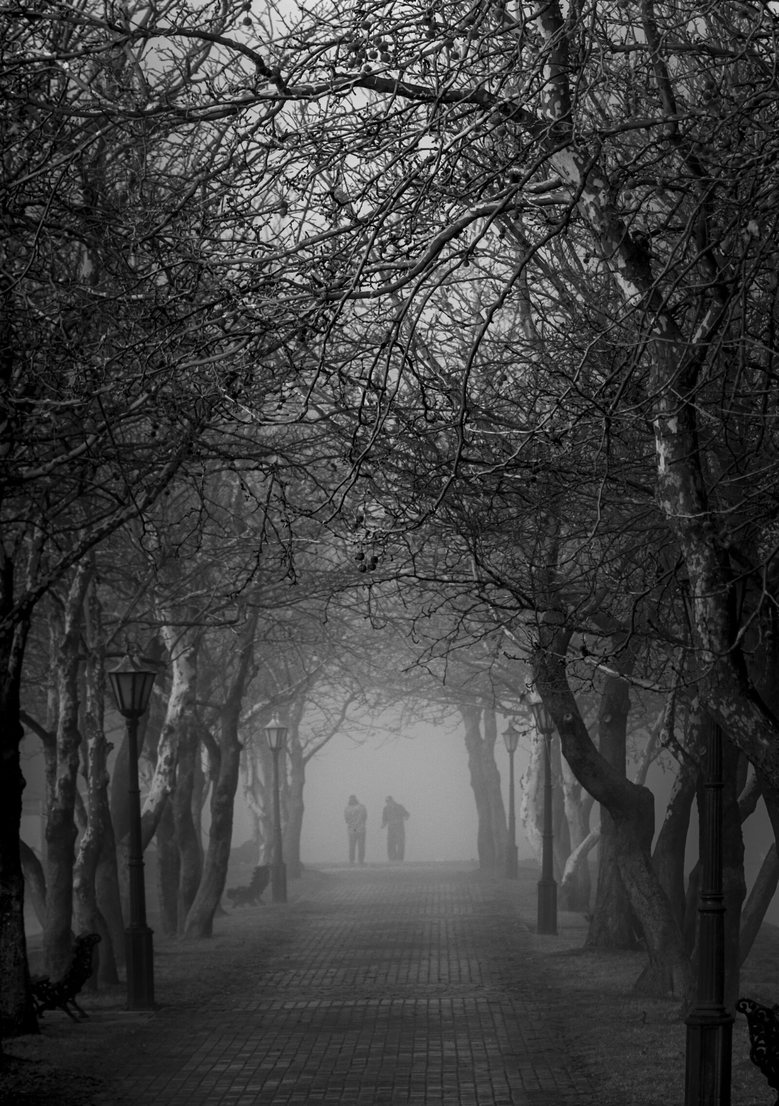 Nikon D5300 sample photo. Fog, nature, black white photography