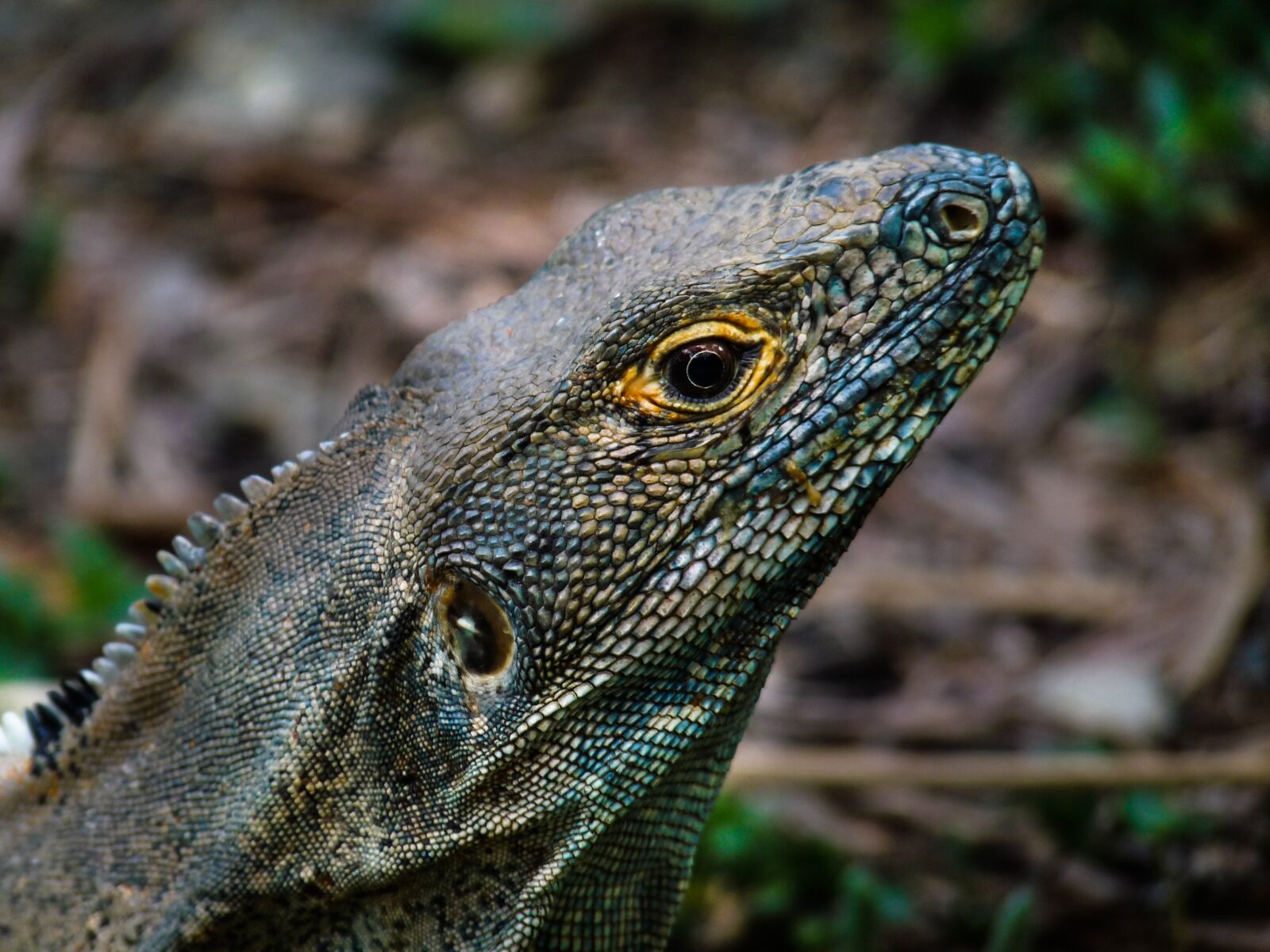 Panasonic Lumix DMC-FZ28 sample photo. Lizard, jungle, close up photography