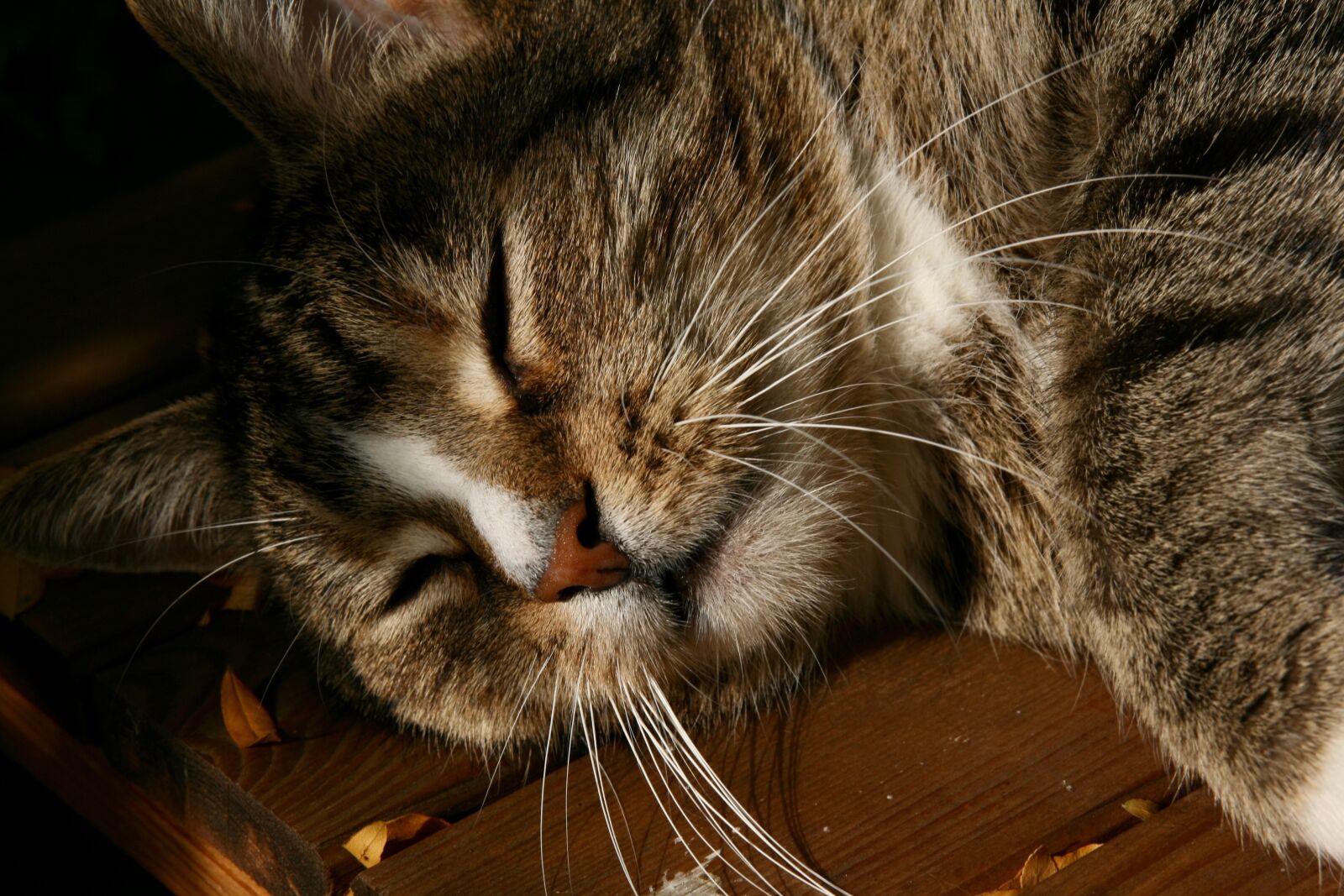 Canon EOS 400D (EOS Digital Rebel XTi / EOS Kiss Digital X) sample photo. Cat, domestic cat, mackerel photography