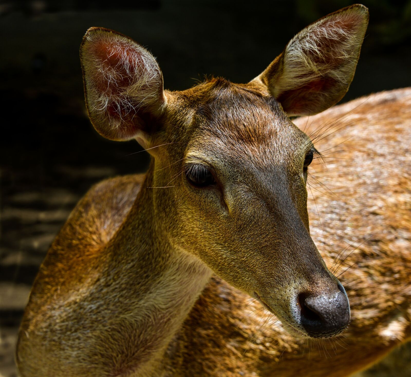 Nikon D850 sample photo. Deer, fawn, nature photography