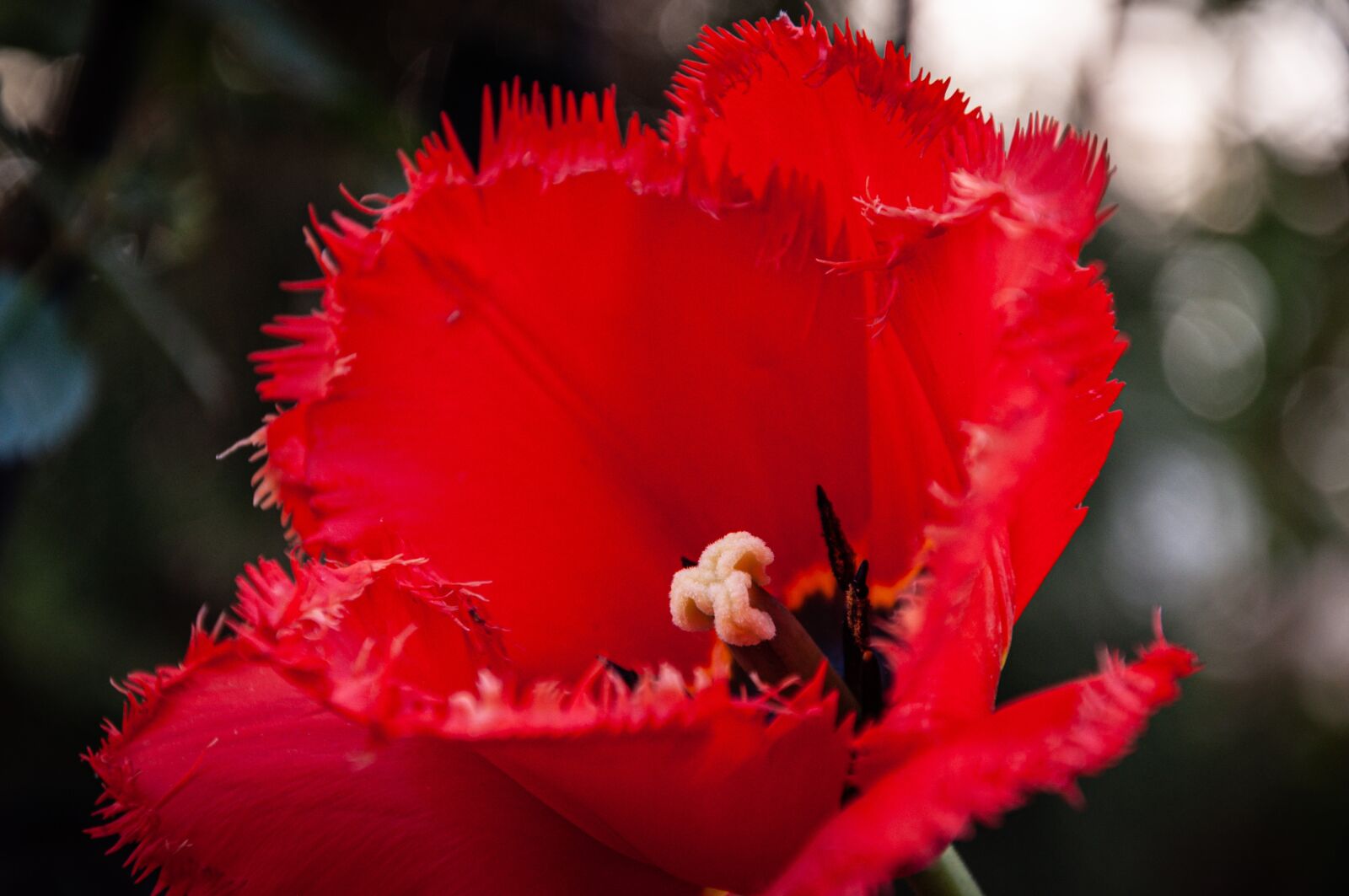 Nikon D90 sample photo. Red, flower, rose photography