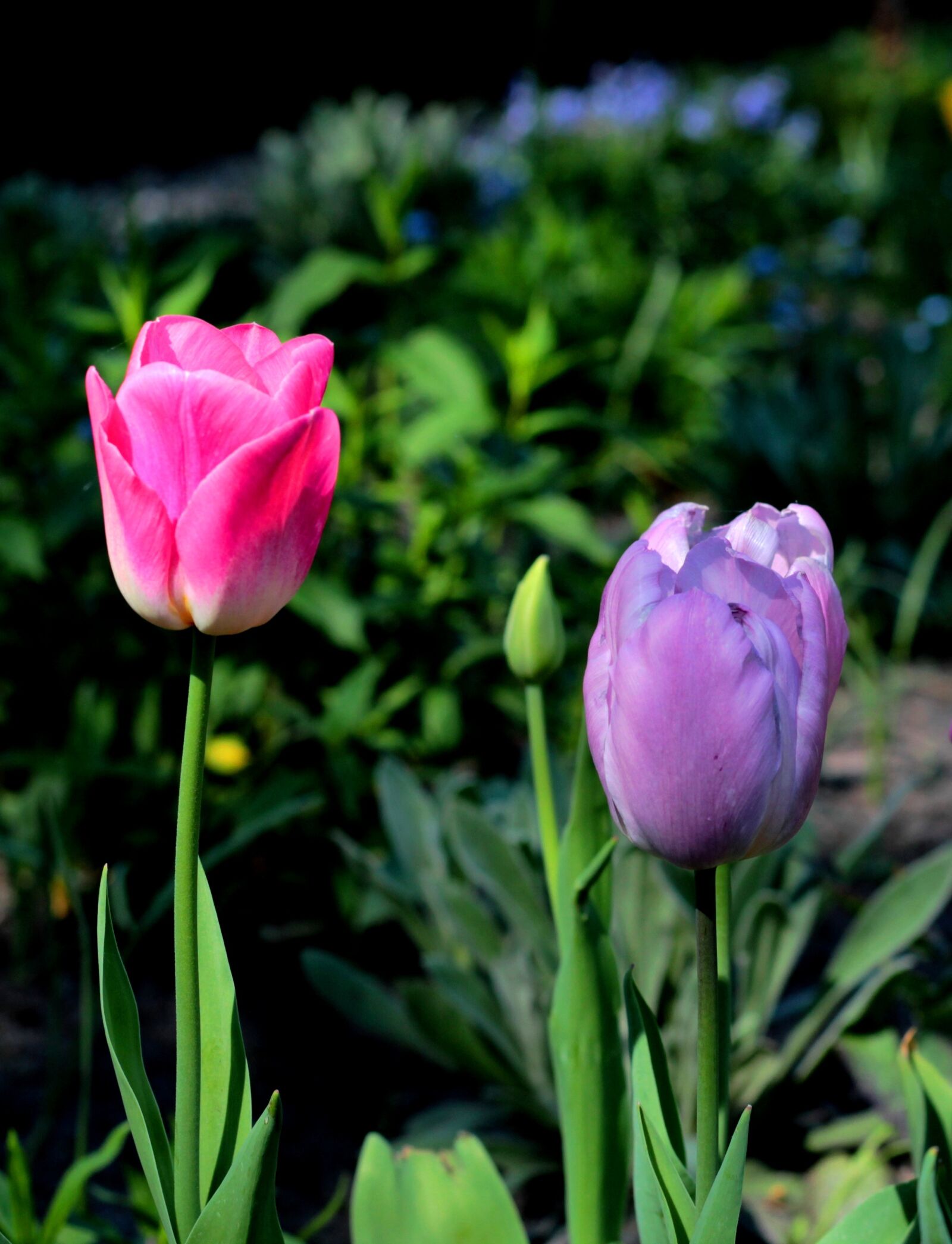 Canon EOS 600D (Rebel EOS T3i / EOS Kiss X5) + Canon EF 50mm F1.8 STM sample photo. Tulips, purple, pink photography