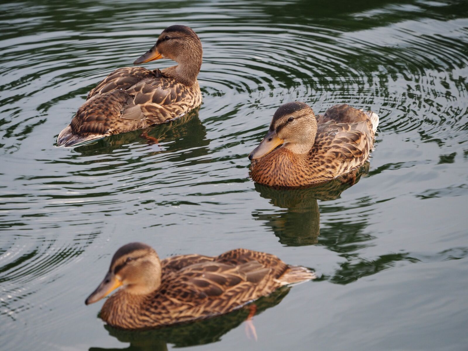 Olympus OM-D E-M10 II sample photo. Bird, and, water photography