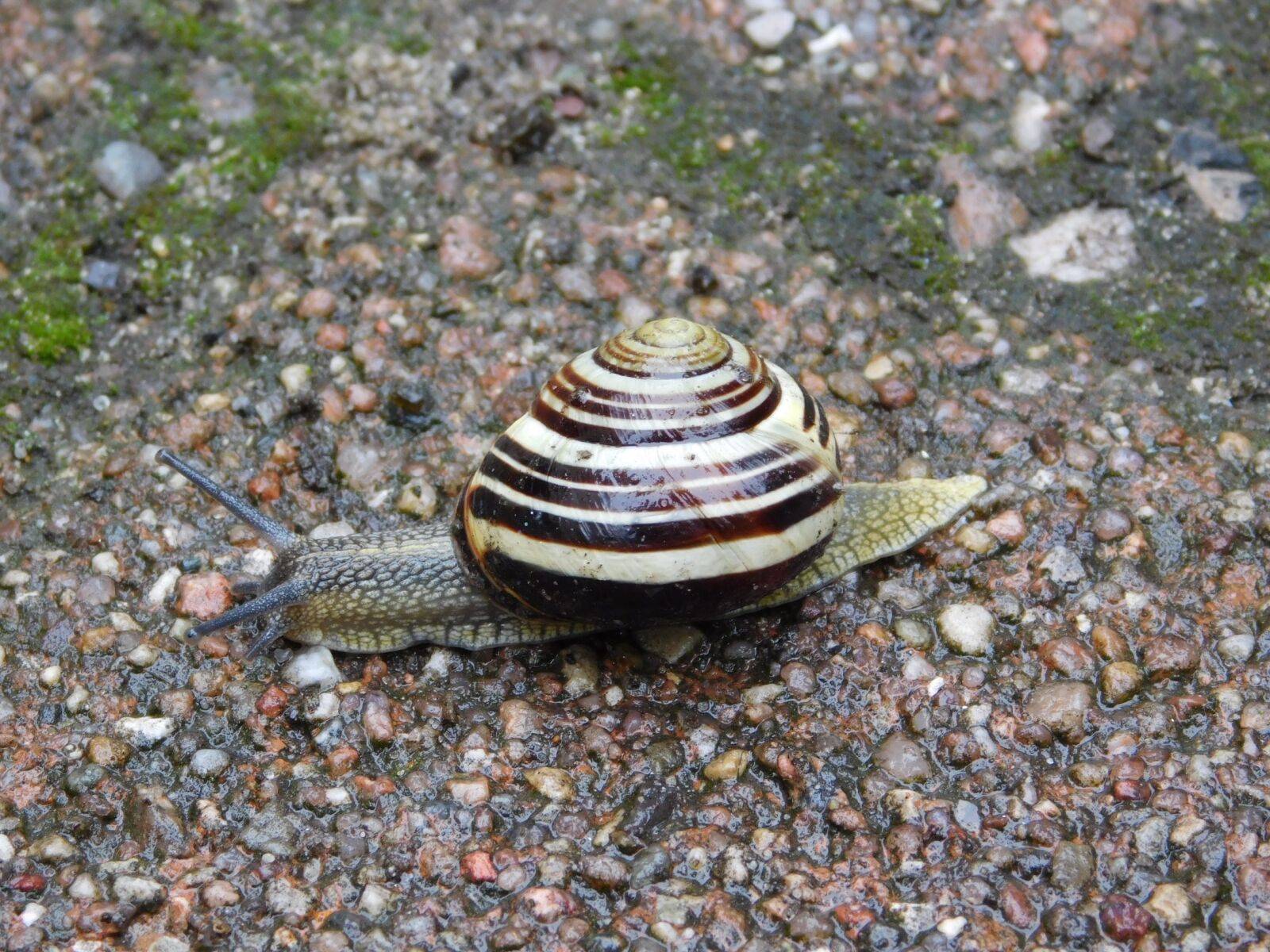 Nikon Coolpix L840 sample photo. Snail, shell, nature photography