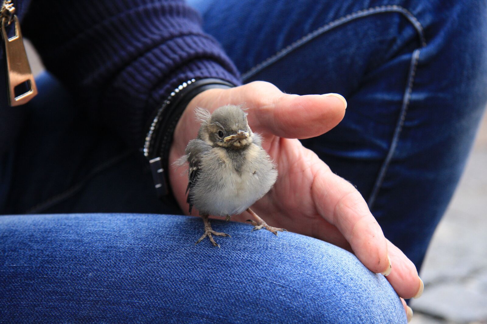 Canon EOS 40D sample photo. Bird, young, animal photography