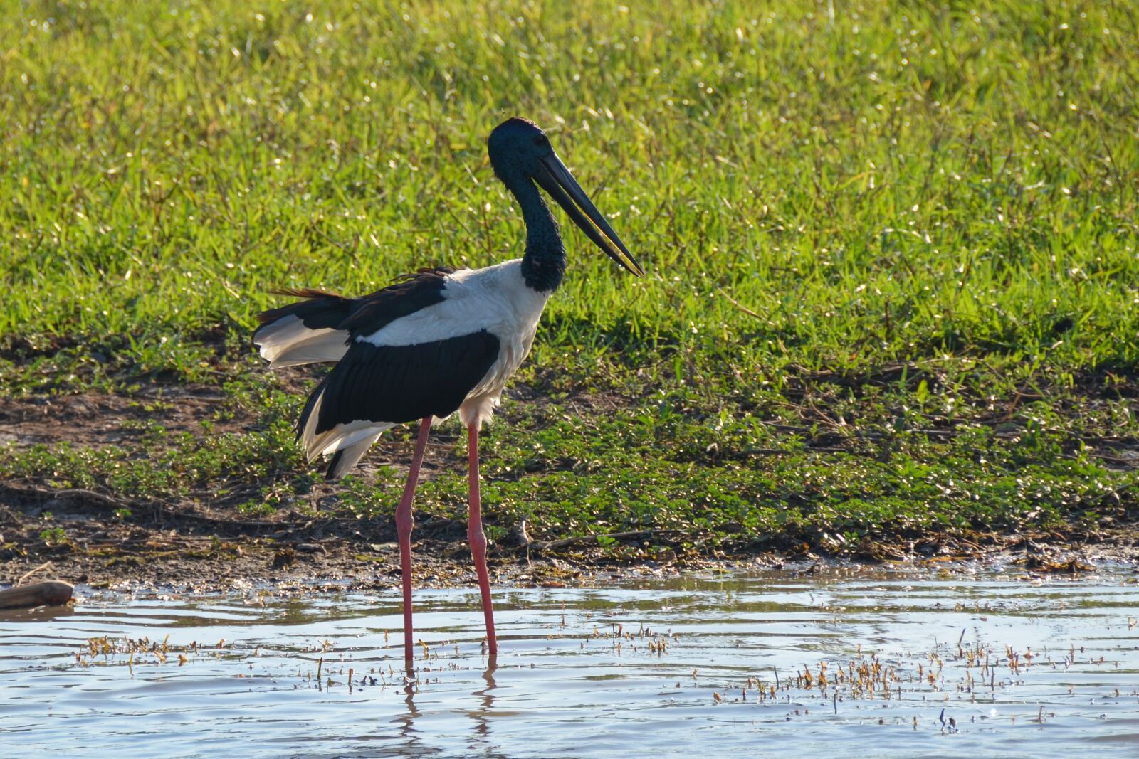 Nikon D5100 sample photo. Jabiru, black-necked stork, stork photography