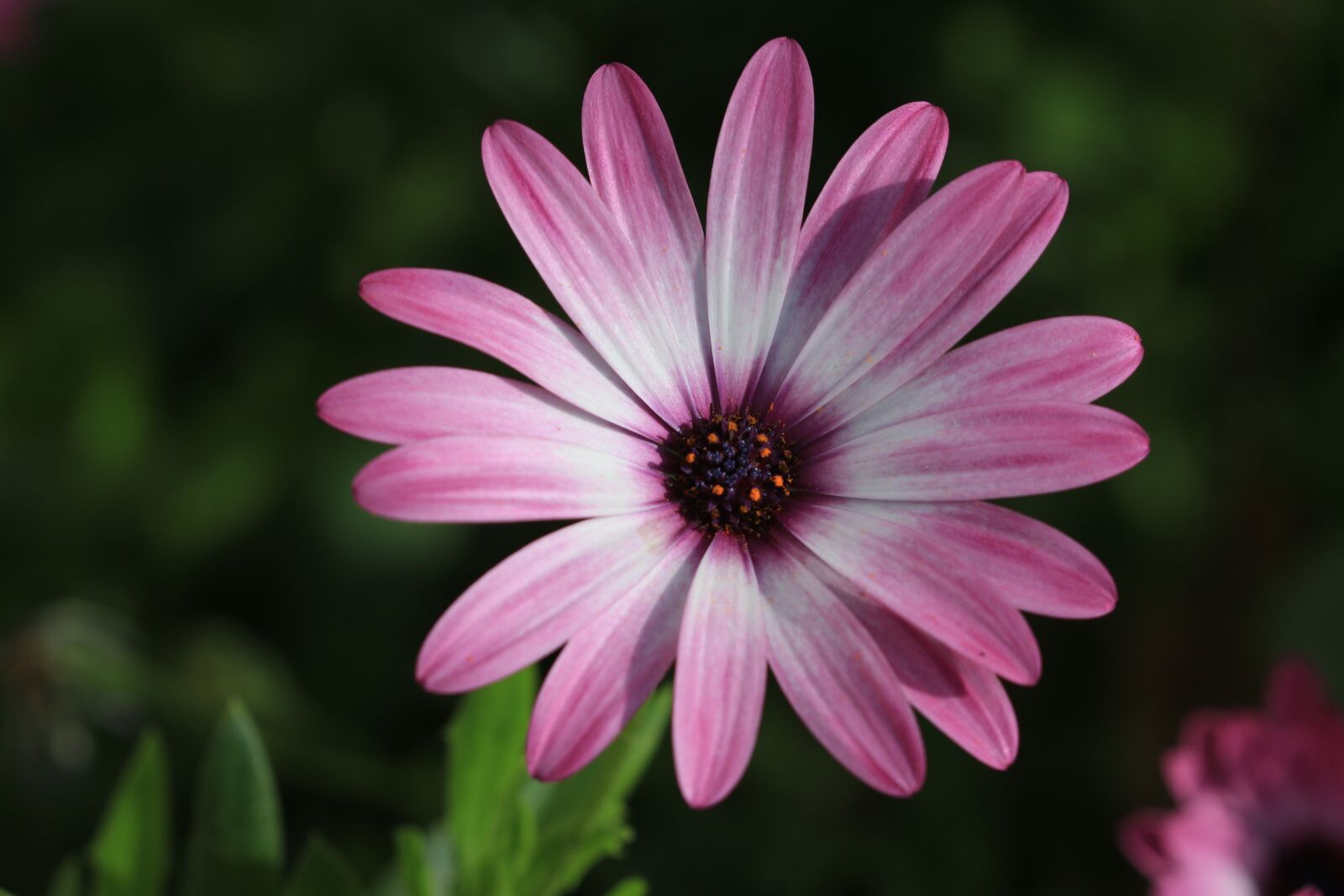 Canon EOS 70D + Canon EF 100mm F2.8 Macro USM sample photo. Pink, purple, flower photography