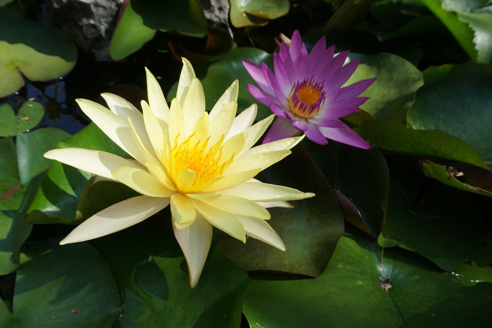 Sony a6000 sample photo. Lotus flowers, gold, page photography