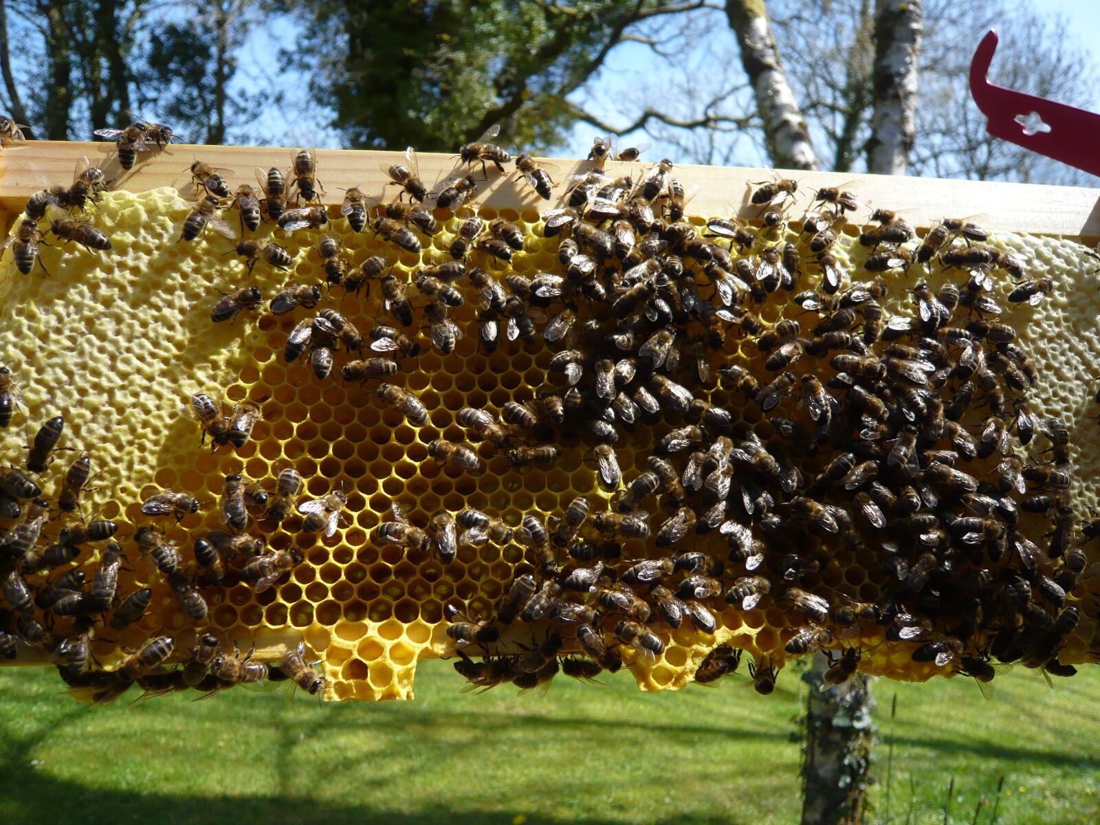 Panasonic DMC-FX30 sample photo. Honeybees, honeycomb, honey photography