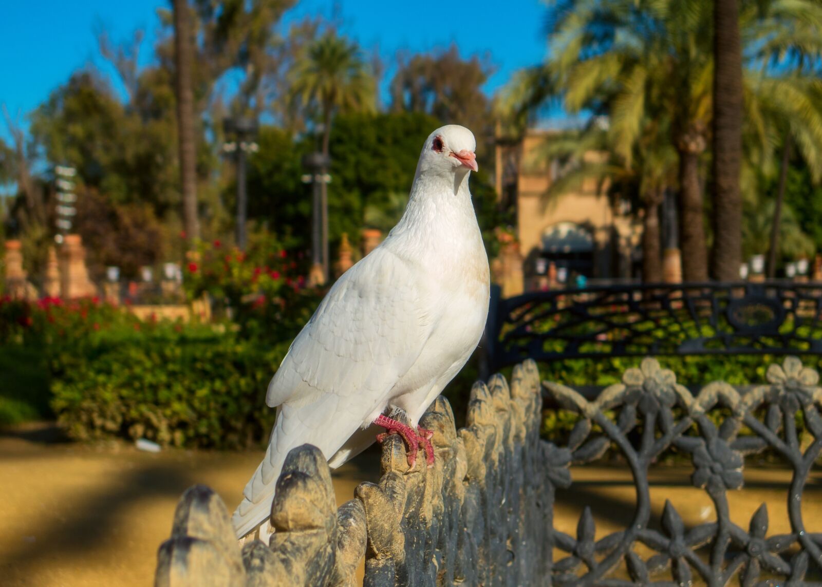 Canon PowerShot G16 sample photo. Nature, bird, dove photography