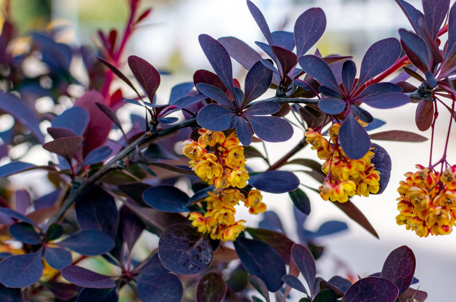 Nikon D3200 sample photo. Barberry, barberry thunberg, berberis photography