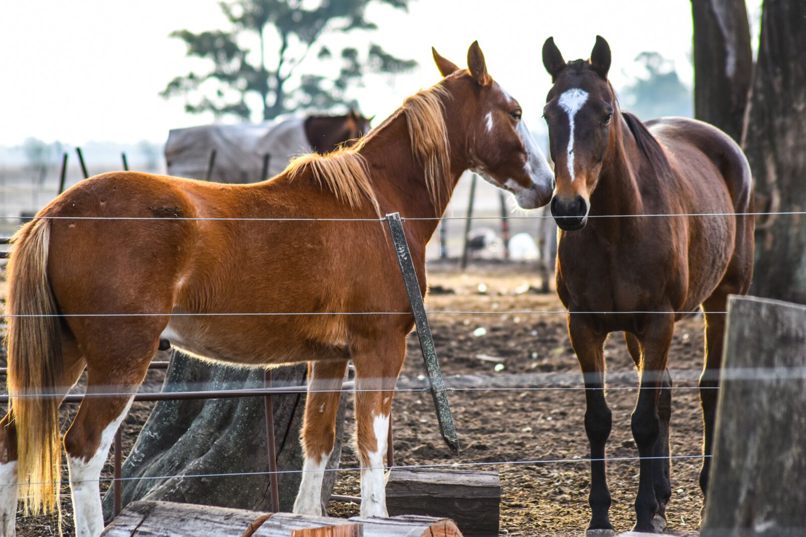 Nikon D5500 sample photo. Horse, farm, animalia photography