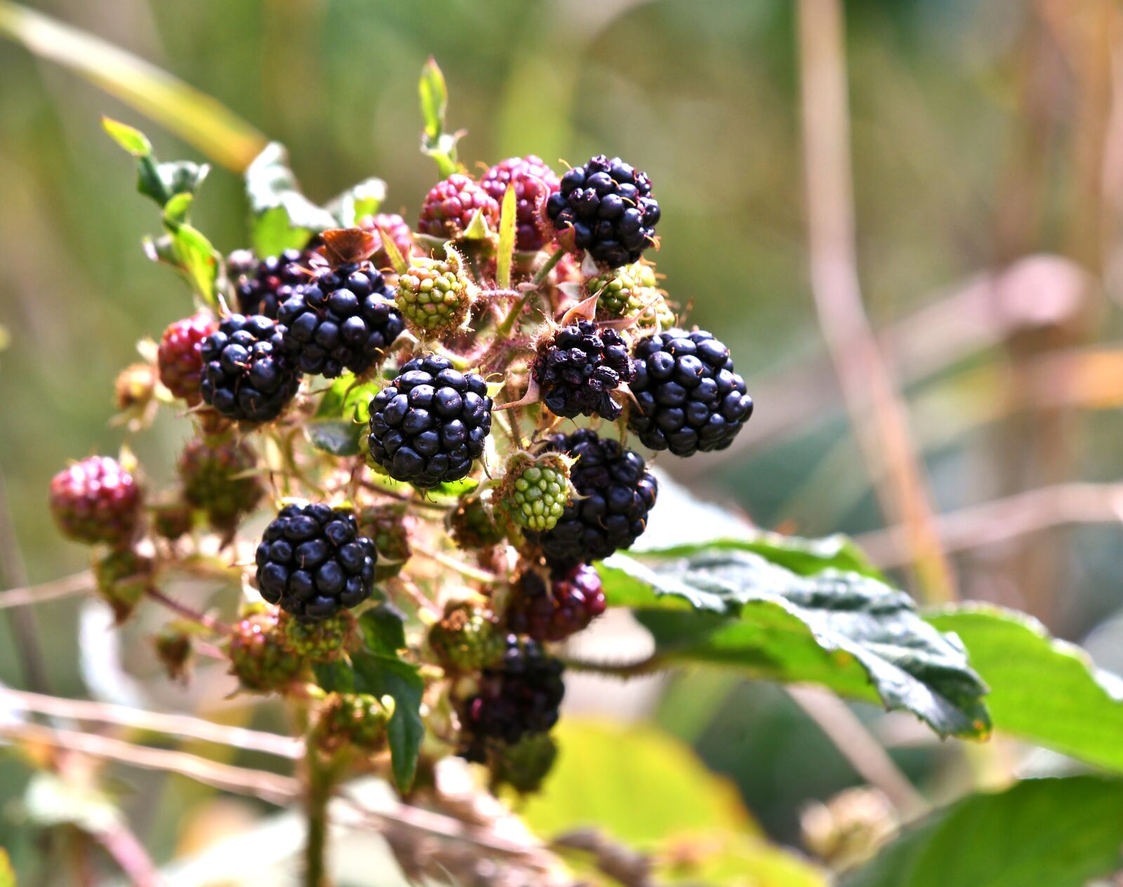 Nikon D500 sample photo. Blackberries, fruits, fruits of photography