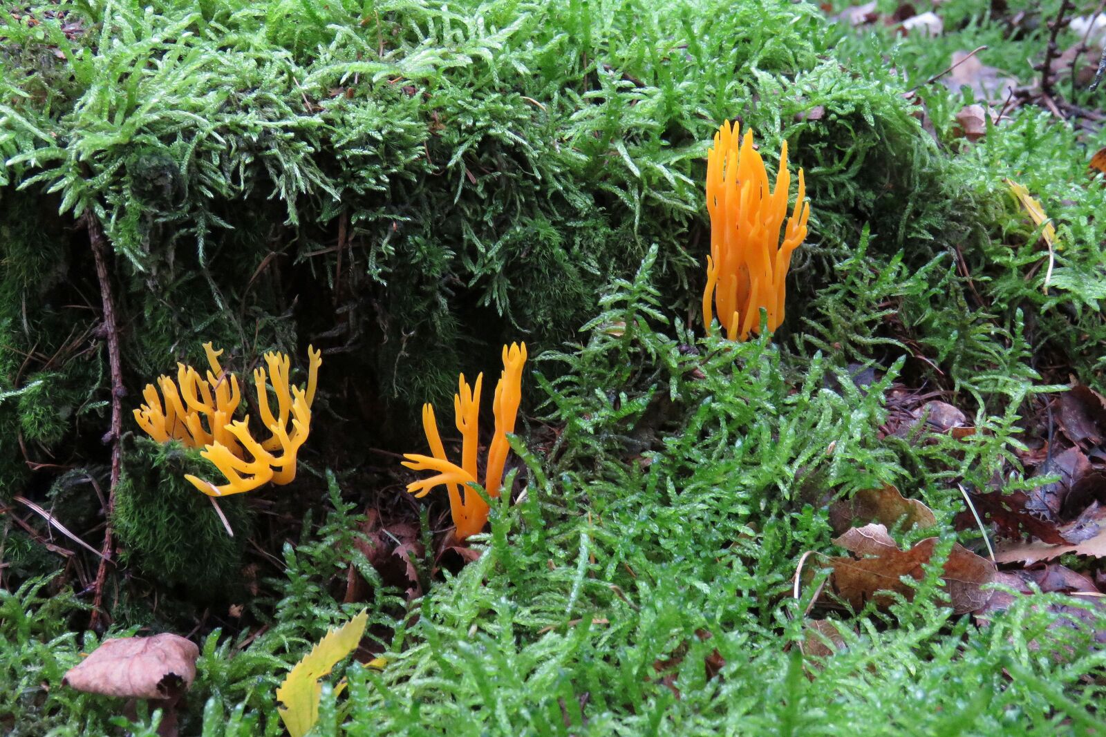Canon PowerShot SX60 HS sample photo. Fungi, mushroom, nature photography