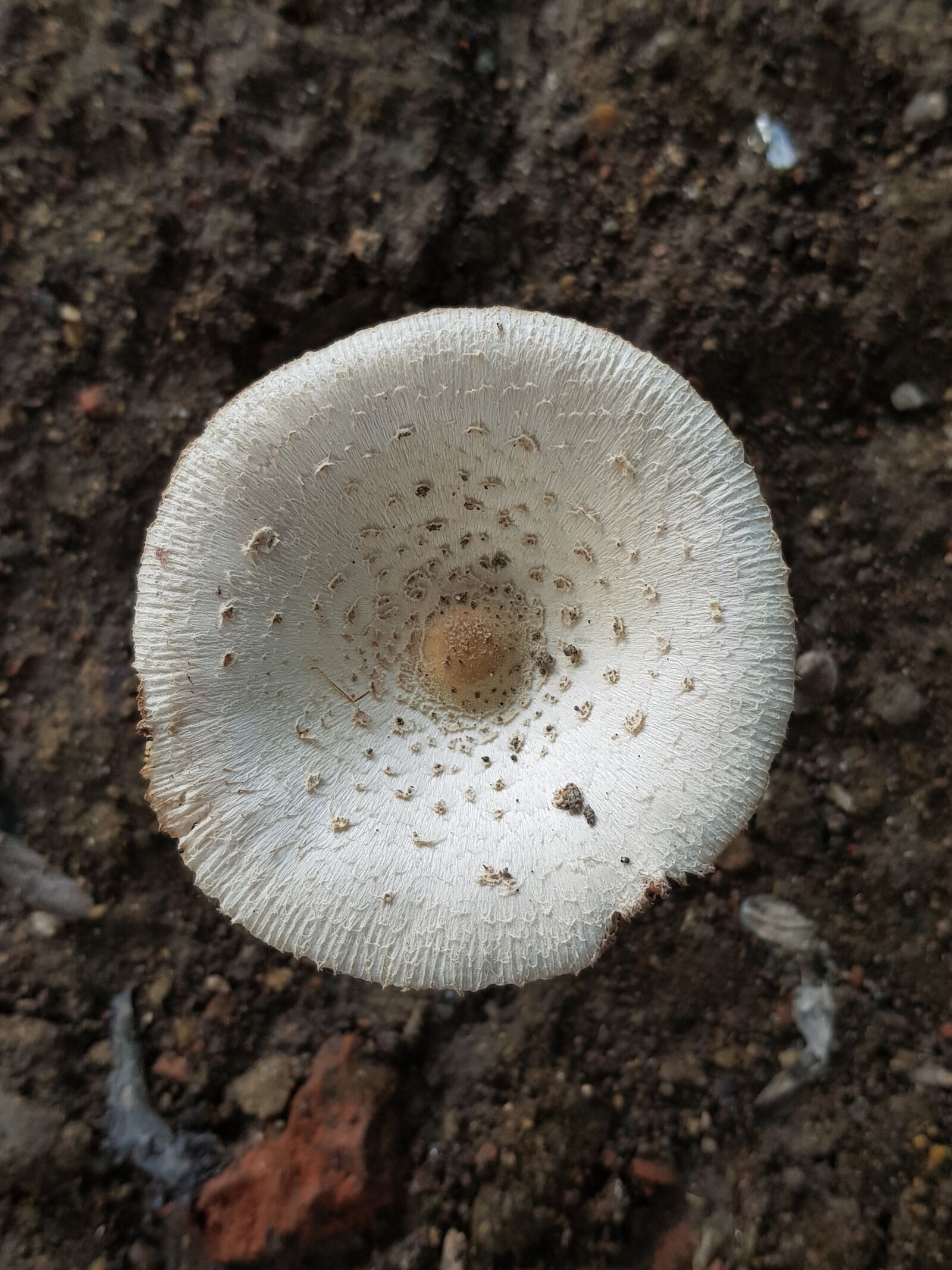 Samsung Galaxy S8 sample photo. Mushroom, white, earthy photography