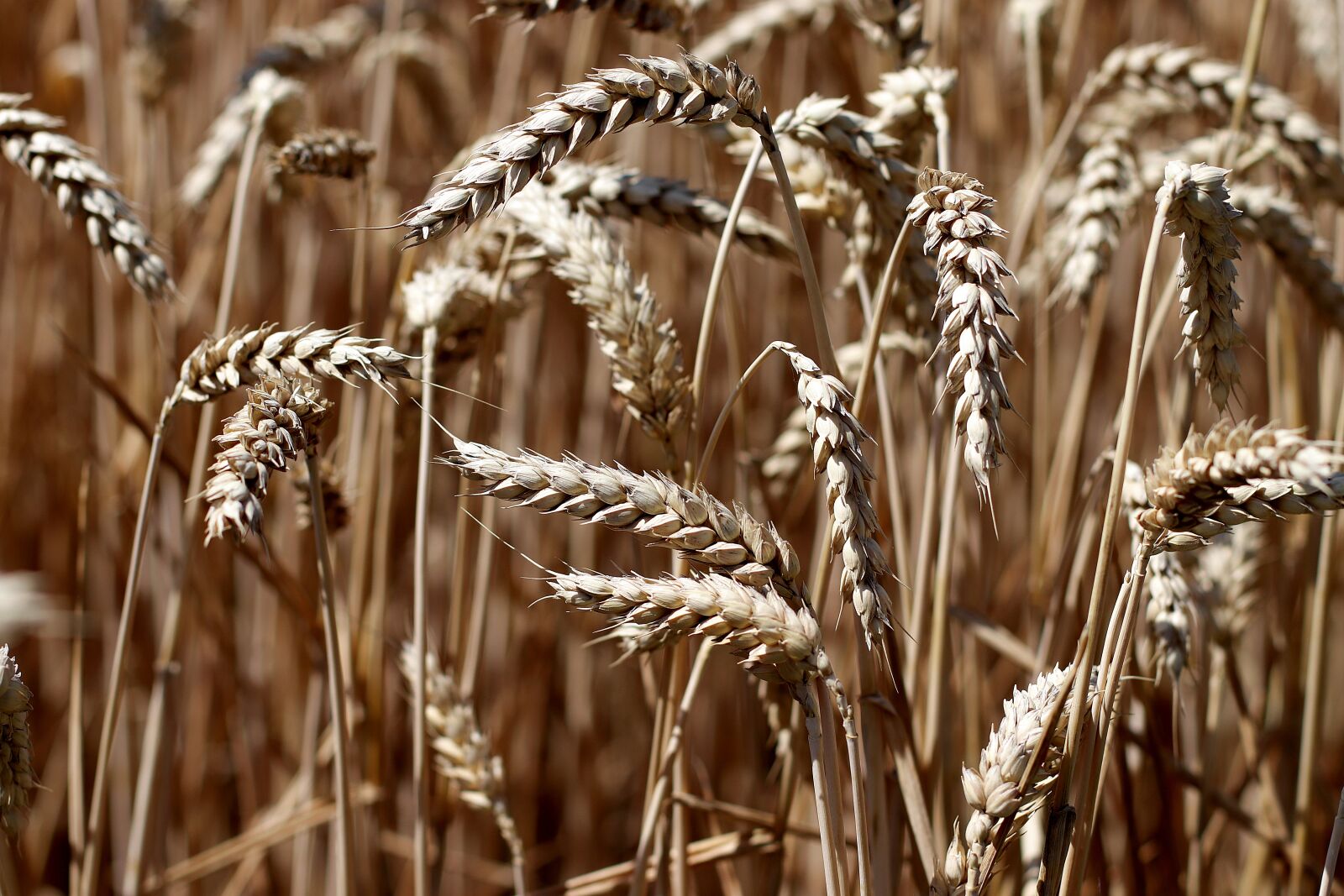 Canon EF 50mm F1.4 USM sample photo. Wheat, cereals, wheat field photography