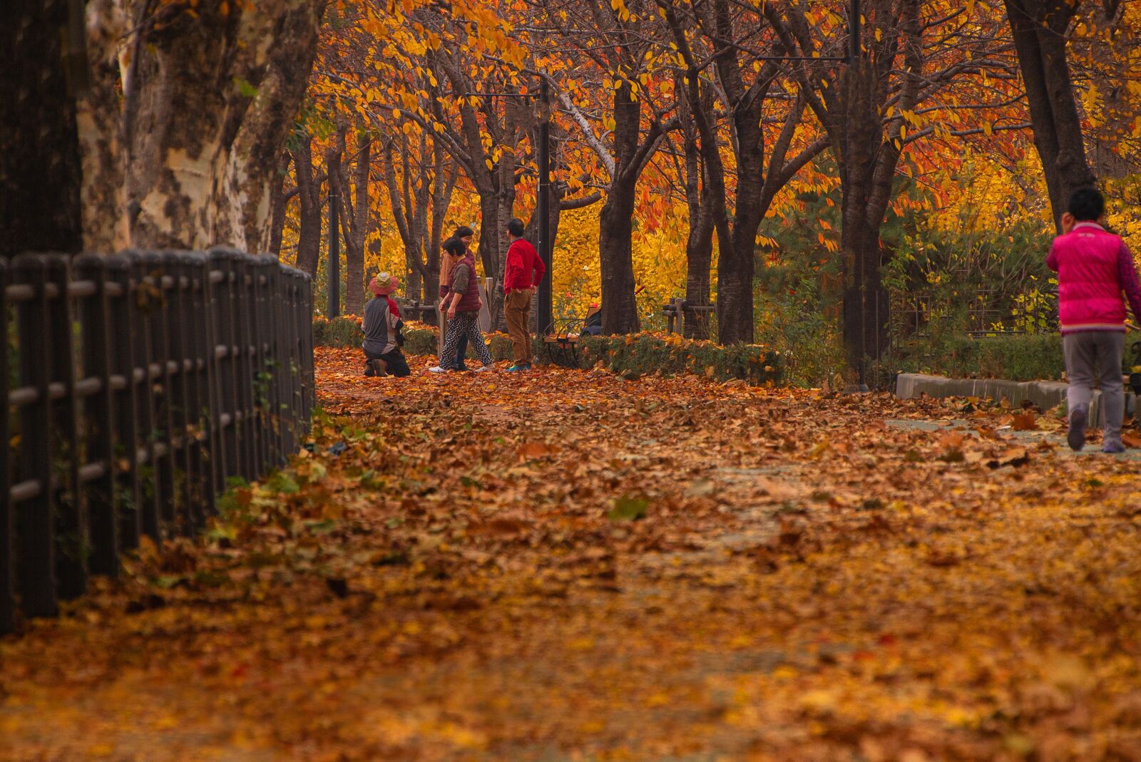 Sony a7S II sample photo. Autumn, color, leaves photography