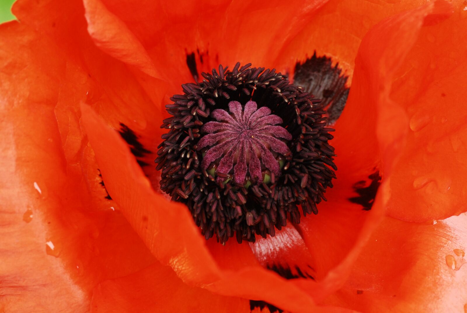 Nikon D200 sample photo. Flower, nature, plant photography