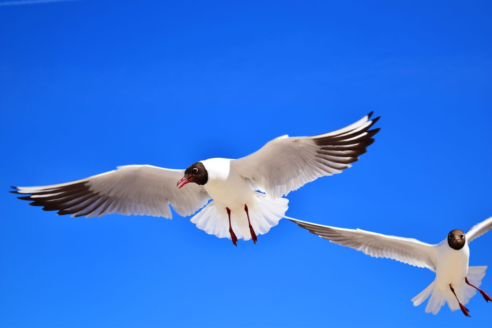 Nikon D5300 sample photo. Gulls, birds, flying photography