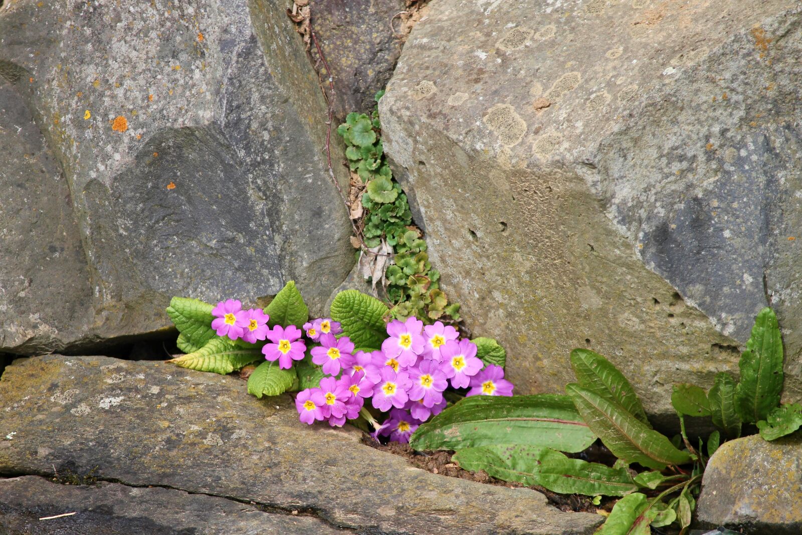 Canon EOS 1100D (EOS Rebel T3 / EOS Kiss X50) sample photo. Primrose, pink, wall photography