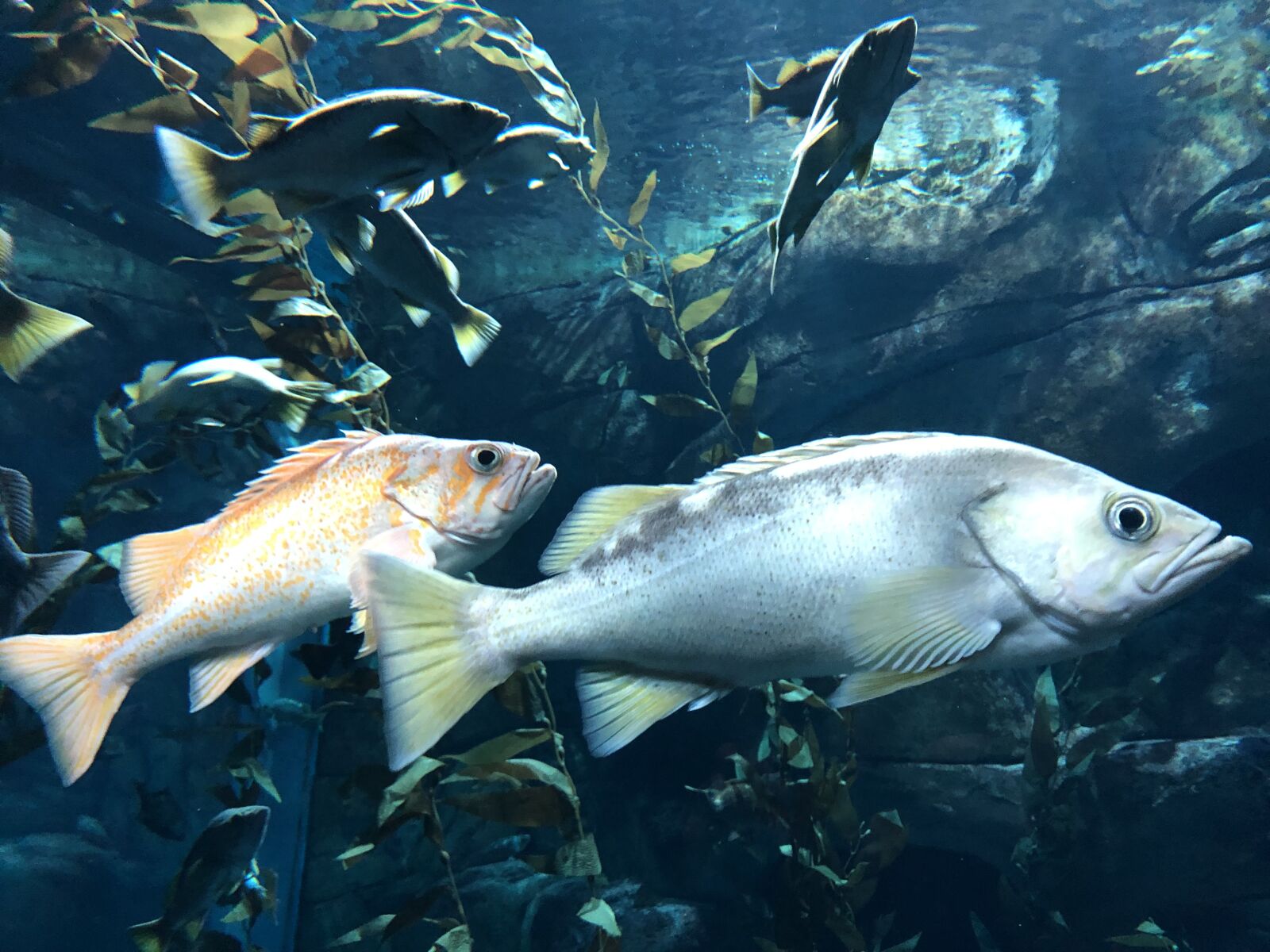 iPhone 8 back camera 3.99mm f/1.8 sample photo. Fish, nature, underwater photography