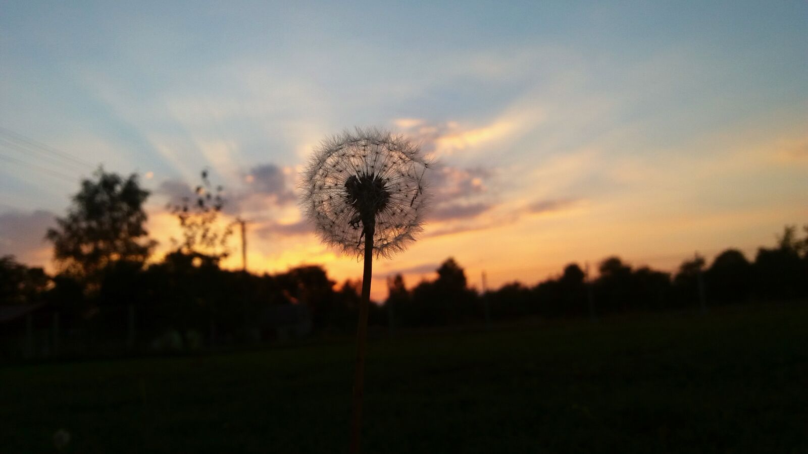 Samsung Galaxy J5 sample photo. Sunset, dandelion, the plot photography