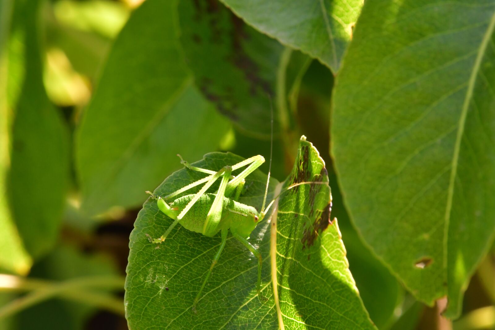 Nikon D7500 sample photo. Grillo, green, camouflage photography