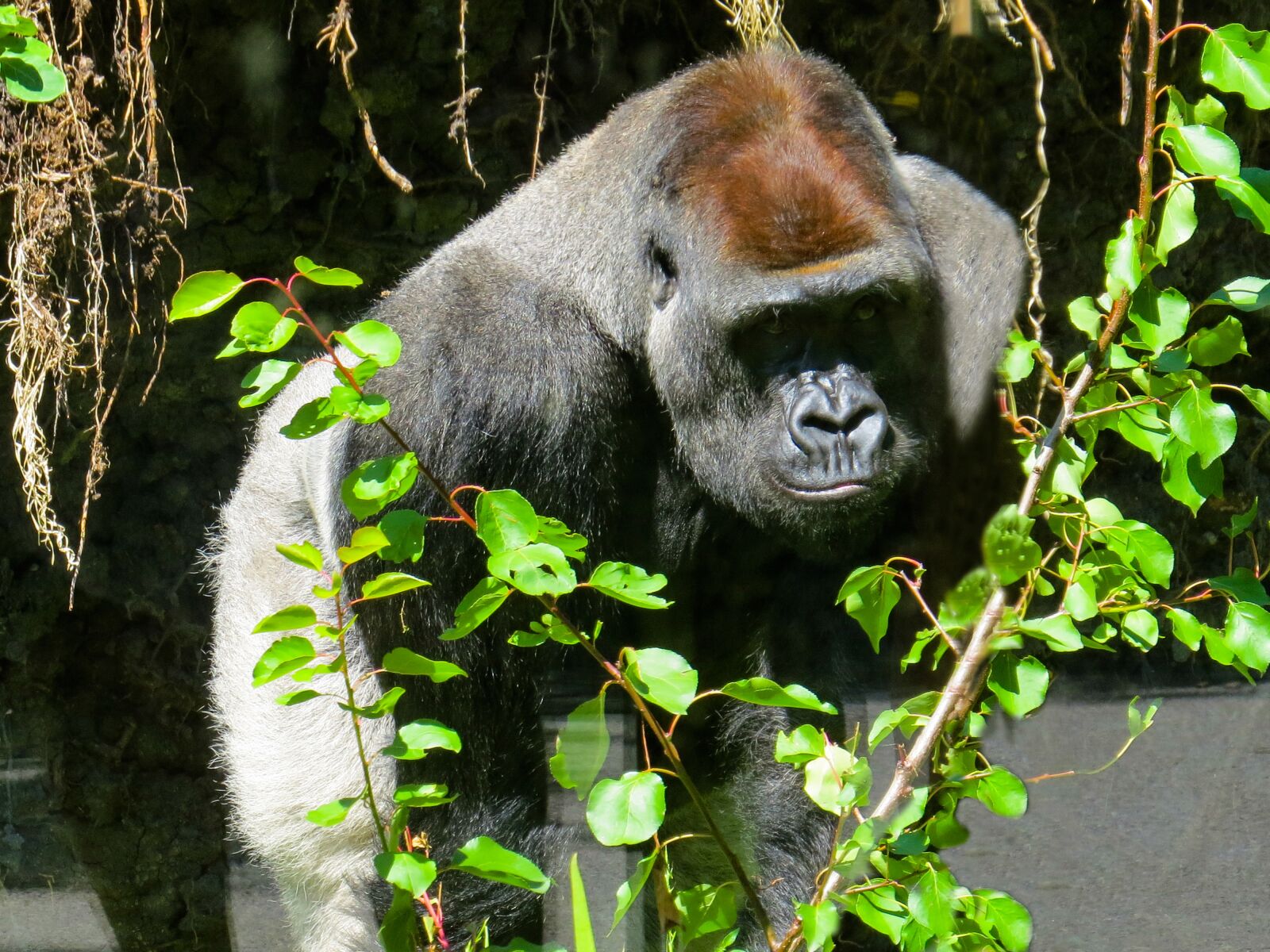 Canon PowerShot SX50 HS sample photo. Animals, gorilla, monkey photography