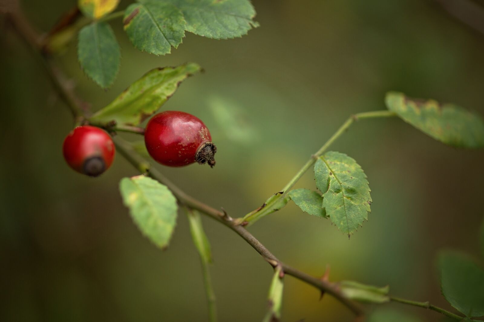 ZEISS Makro-Planar T* 100mm F2 sample photo. Rose hip, macro, nature photography
