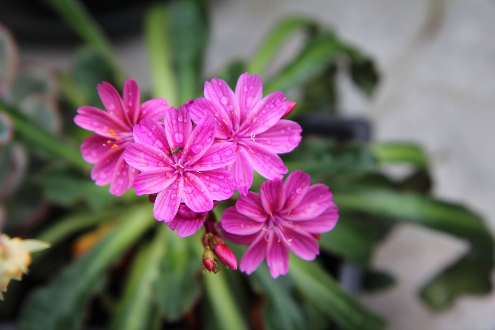 Canon EOS 600D (Rebel EOS T3i / EOS Kiss X5) sample photo. Flowers, summer flowers, succulent photography
