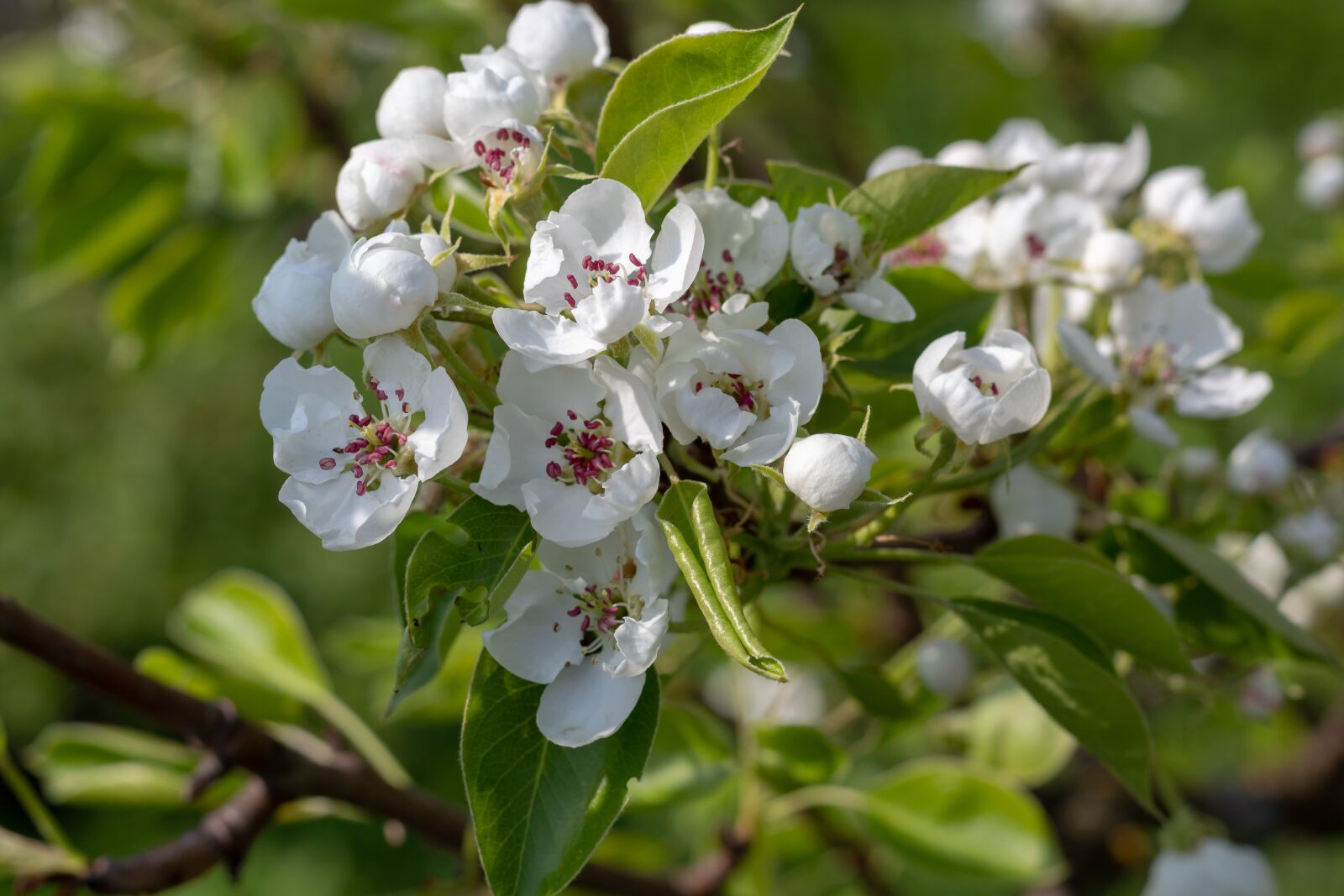 Canon EOS 1300D (EOS Rebel T6 / EOS Kiss X80) + Canon EF 50mm F1.8 STM sample photo. Spring, bloom, pear photography
