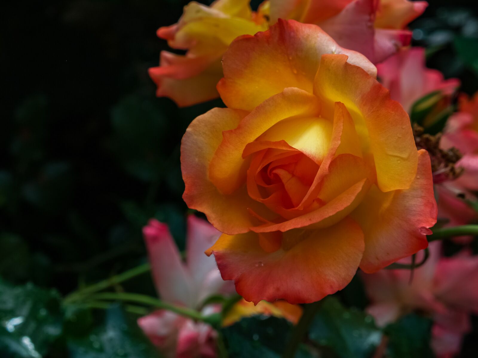 Olympus E-500 (EVOLT E-500) sample photo. Yellow, orange, rich photography