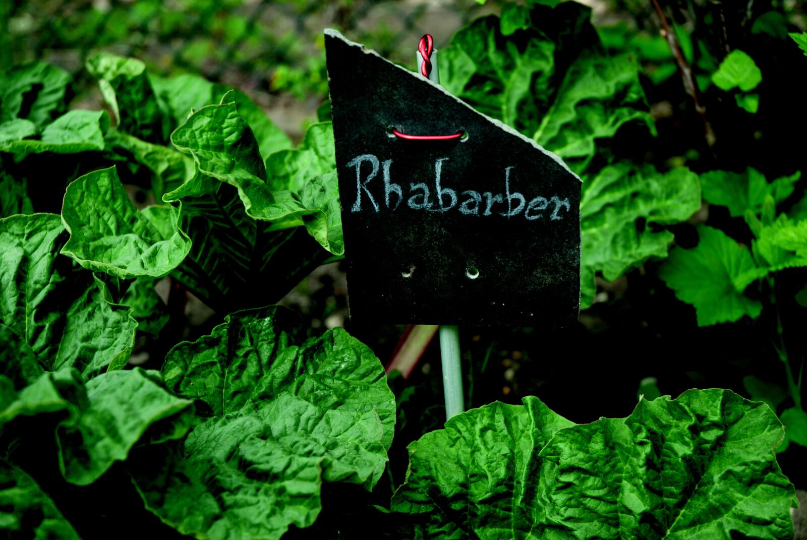 Nikon D200 sample photo. Rhubarb, spring, green photography