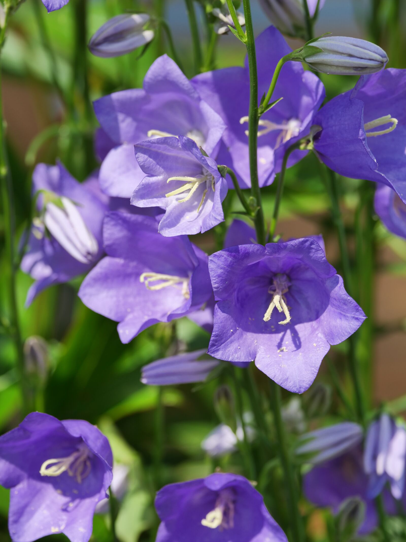 Panasonic Lumix DC-G9 sample photo. Bellflower, flowers, shrub photography