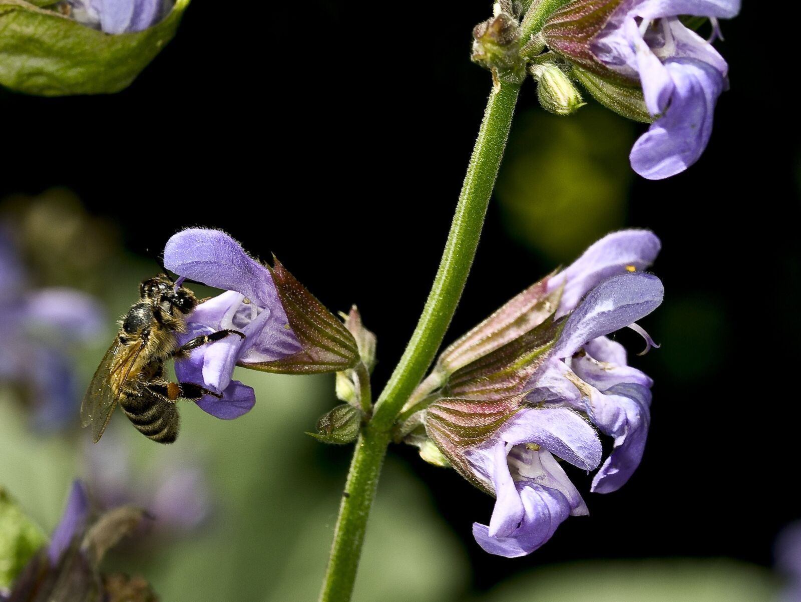 Nikon D500 sample photo. Sage flower, nature, bee photography