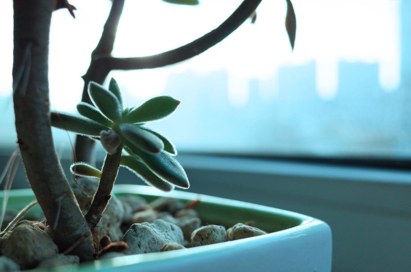 Ricoh GR II sample photo. Leaves, green, office photography