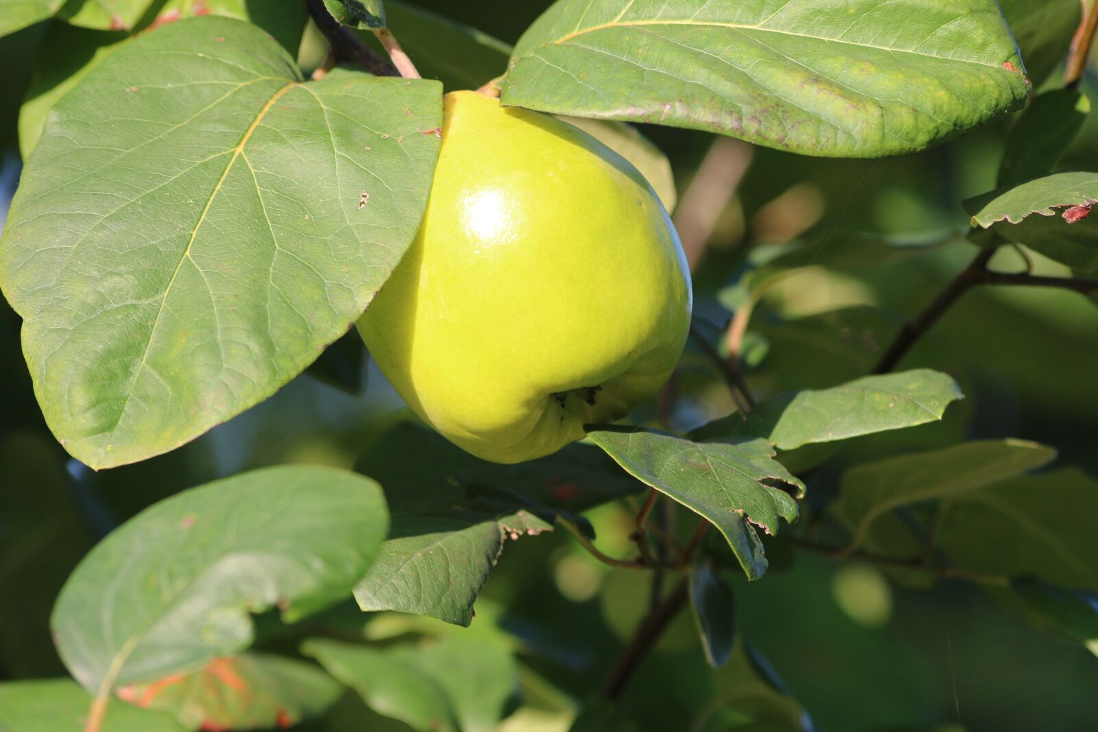 Canon EOS 70D sample photo. Fruit, fruit tree, nature photography